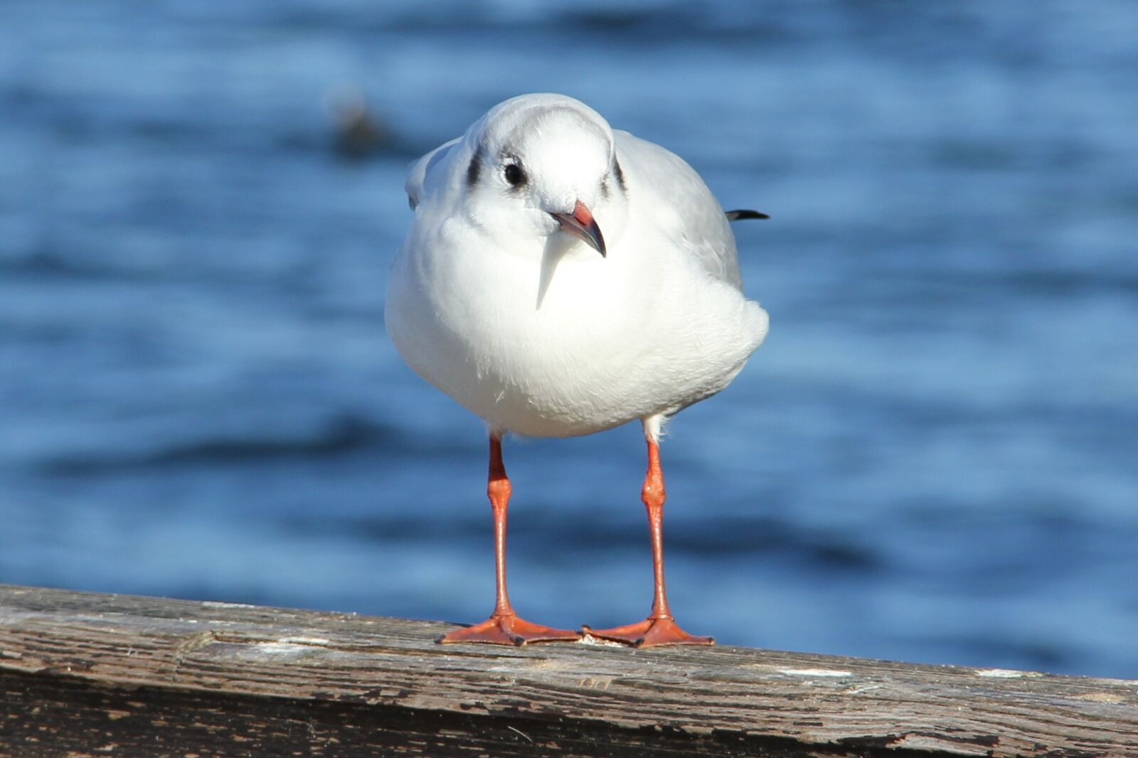 Canon EOS 60D sample photo. Neubrandenburg, lake tollensesee, seagull photography