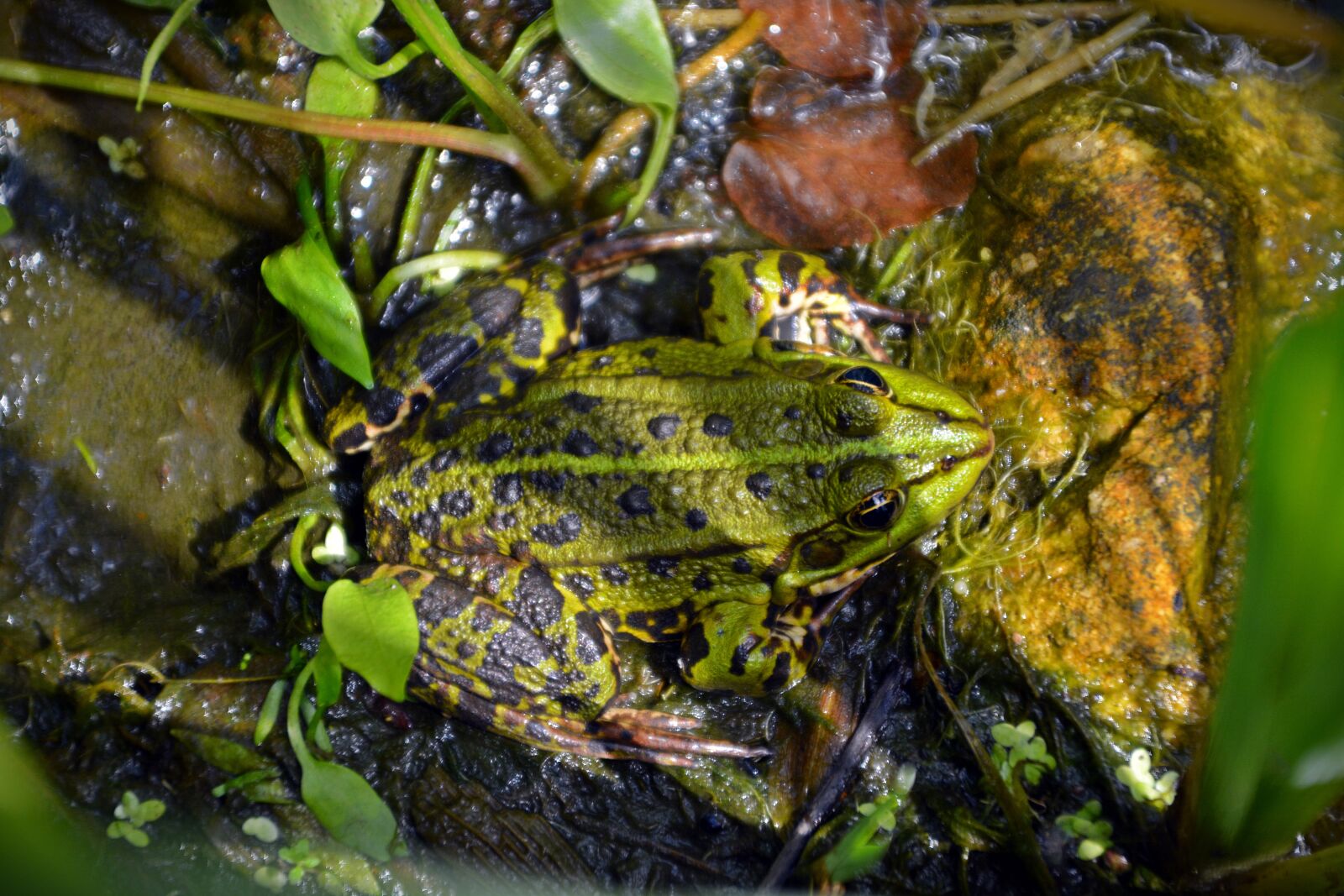 Nikon D5200 sample photo. Frog, animal, aquatic animal photography