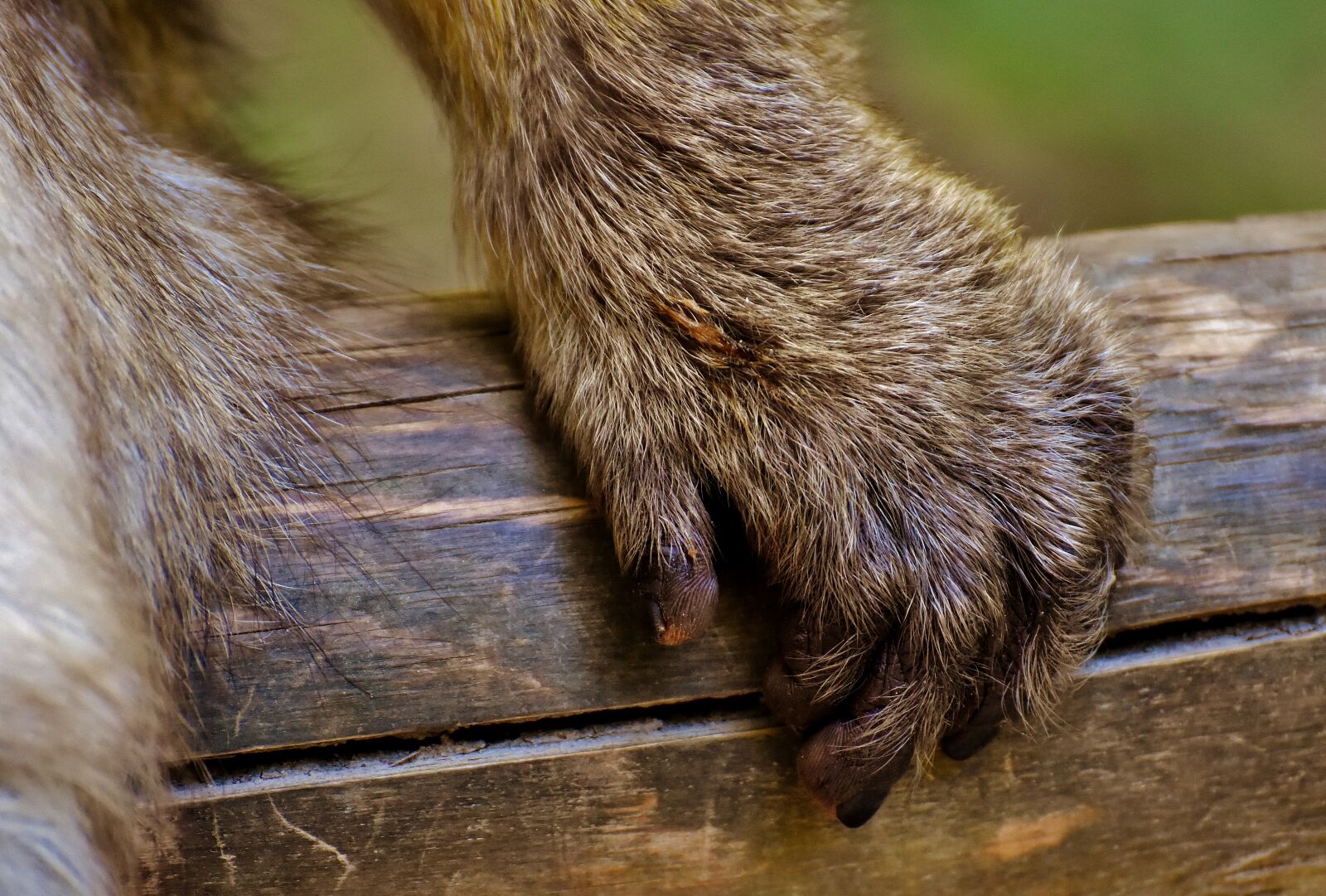 Nikon D7200 sample photo. Barbary ape, hand, endangered photography