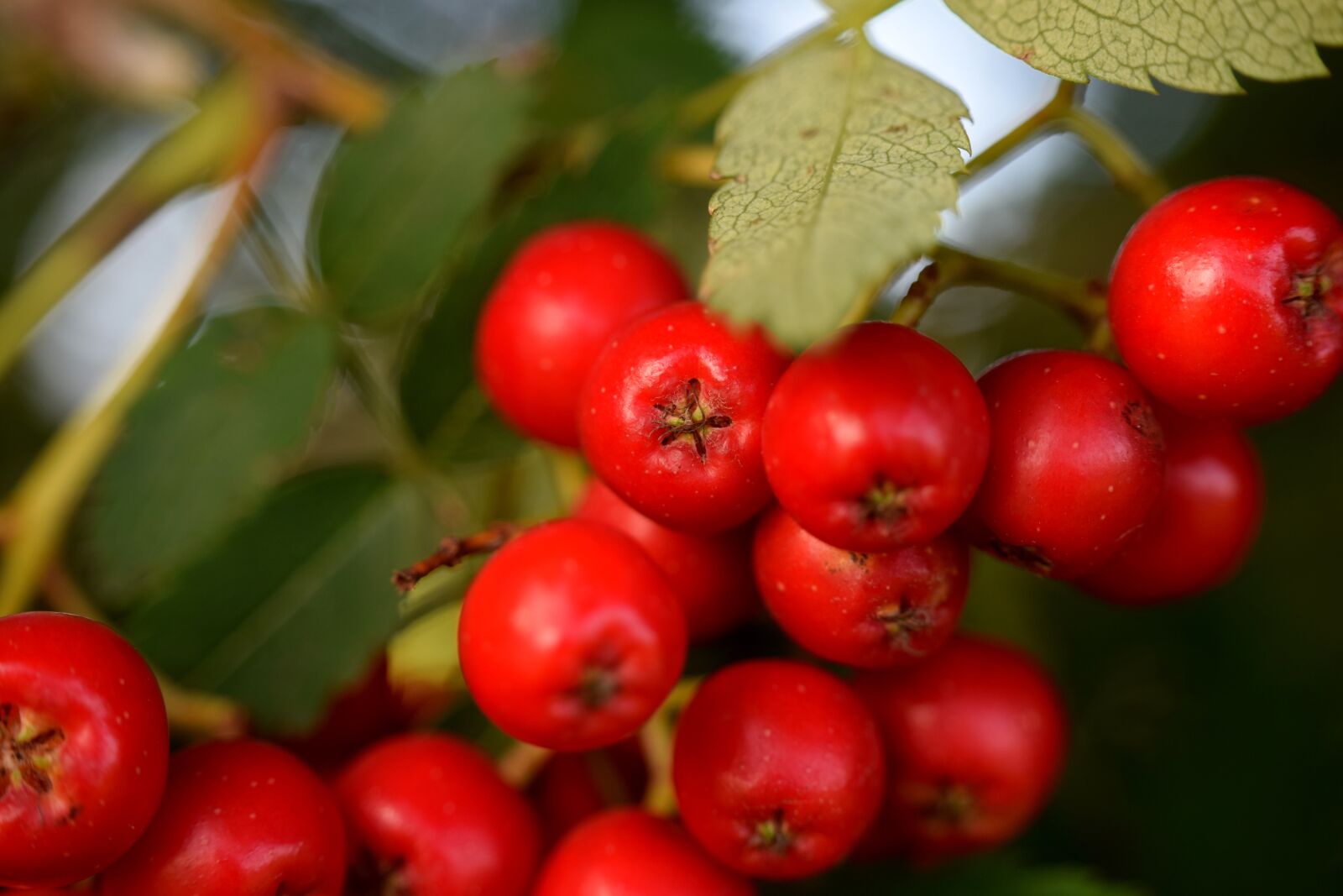 Nikon D5300 sample photo. Rowanberries, red, berries photography