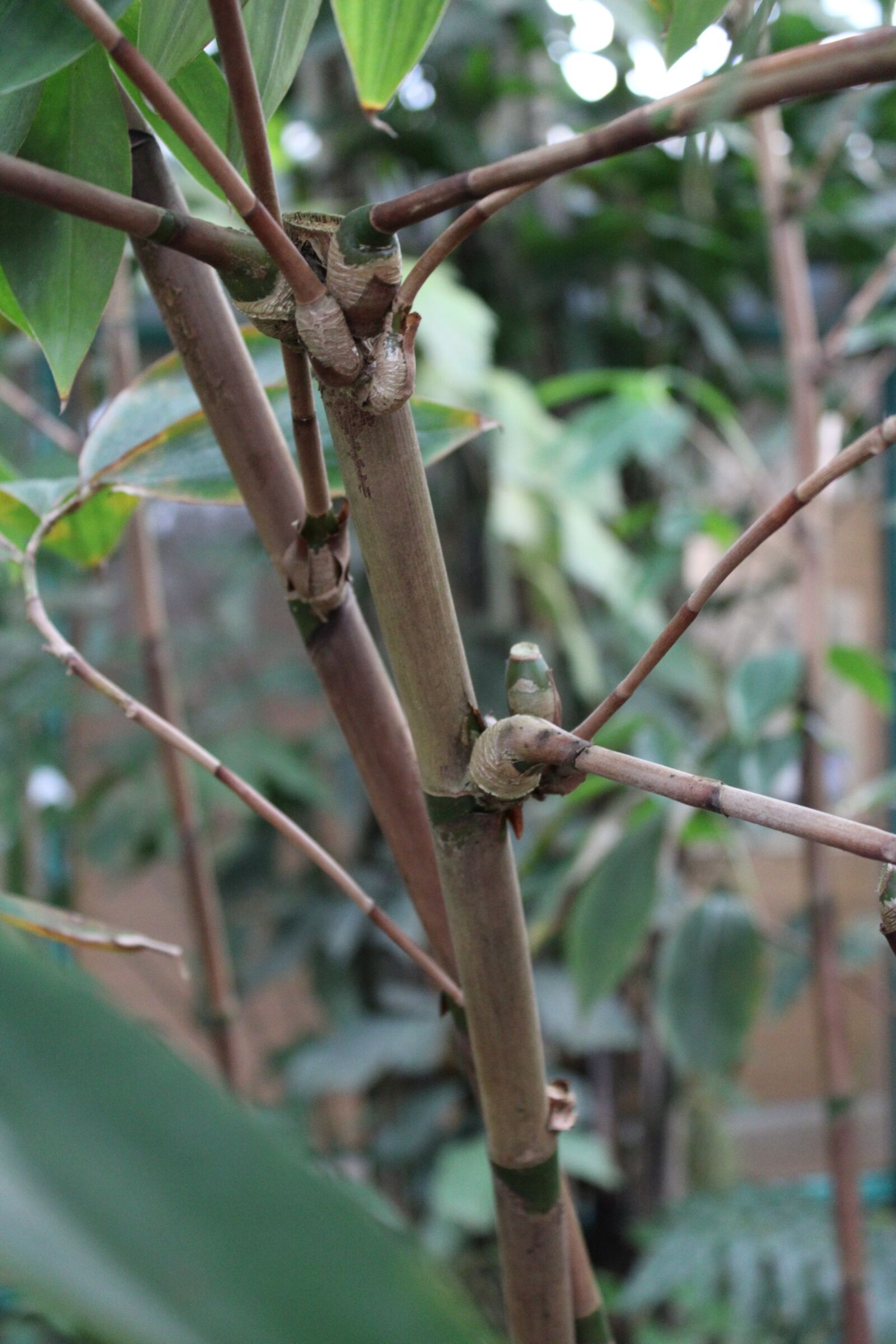 Canon EOS 2000D (EOS Rebel T7 / EOS Kiss X90 / EOS 1500D) sample photo. Tribe, aesthetic, nature photography