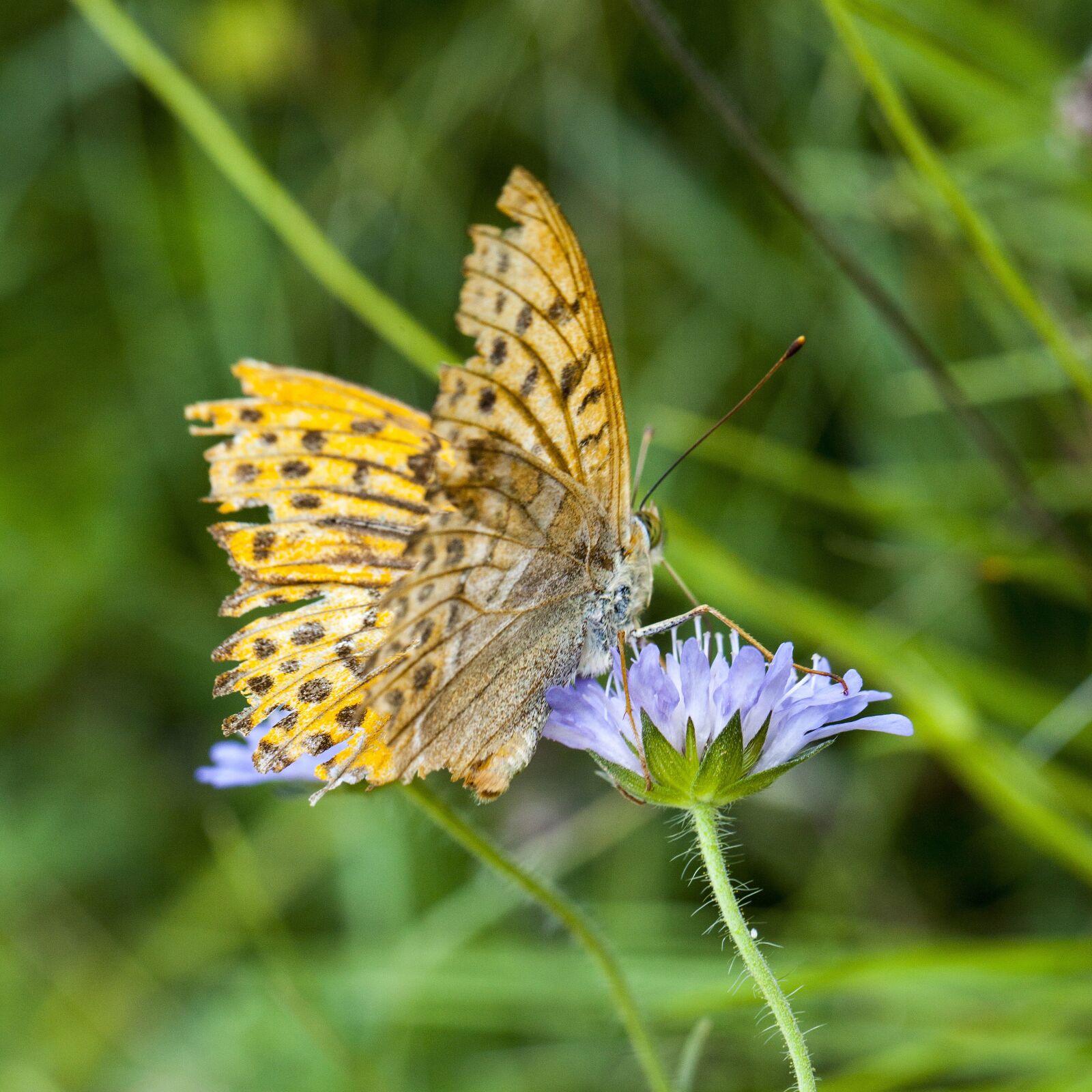 Canon EOS 5D Mark II sample photo. Yellow butterfly, purple flower photography