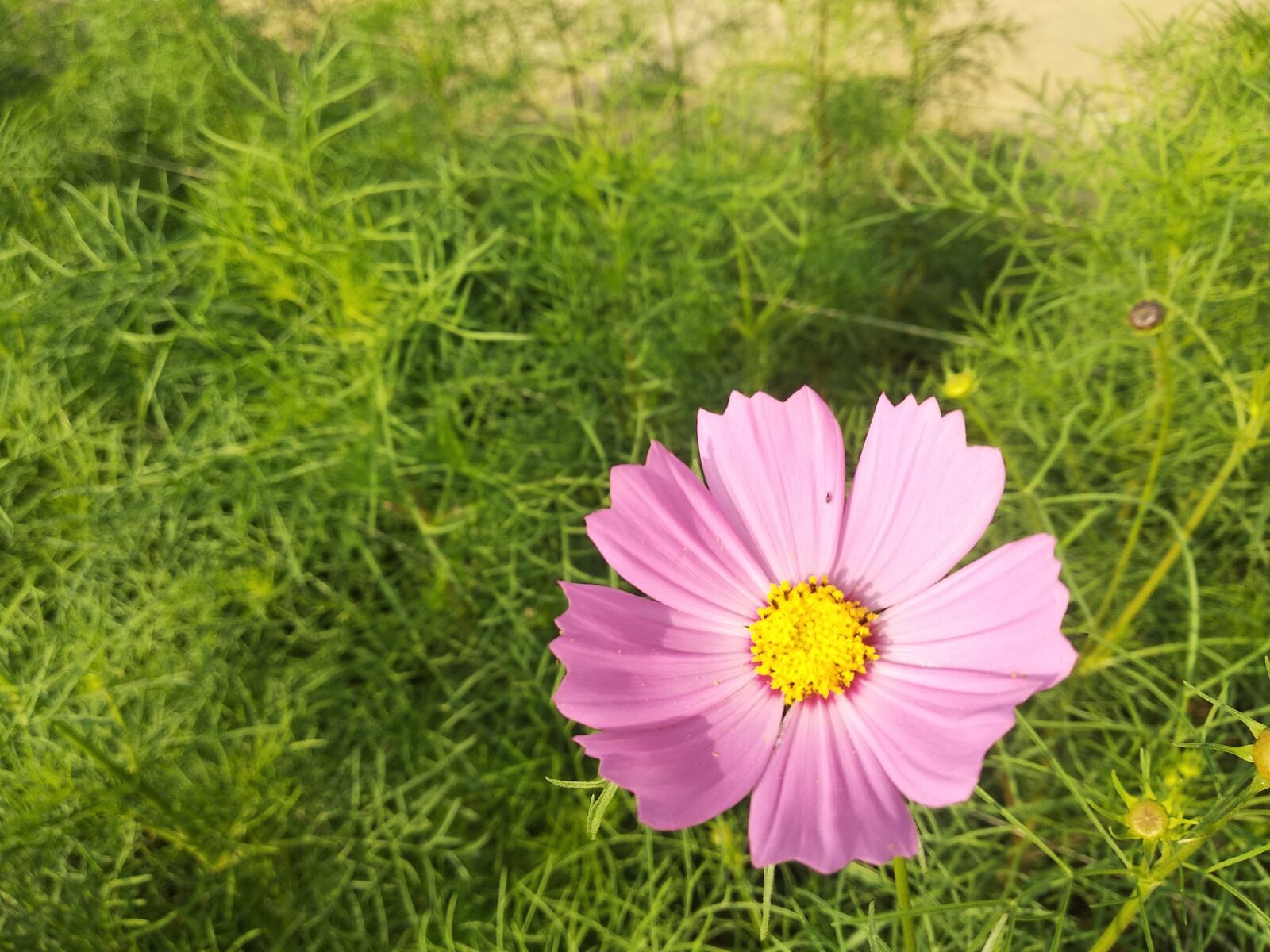 Xiaomi Redmi 5 Plus sample photo. Flower, tree, plants photography