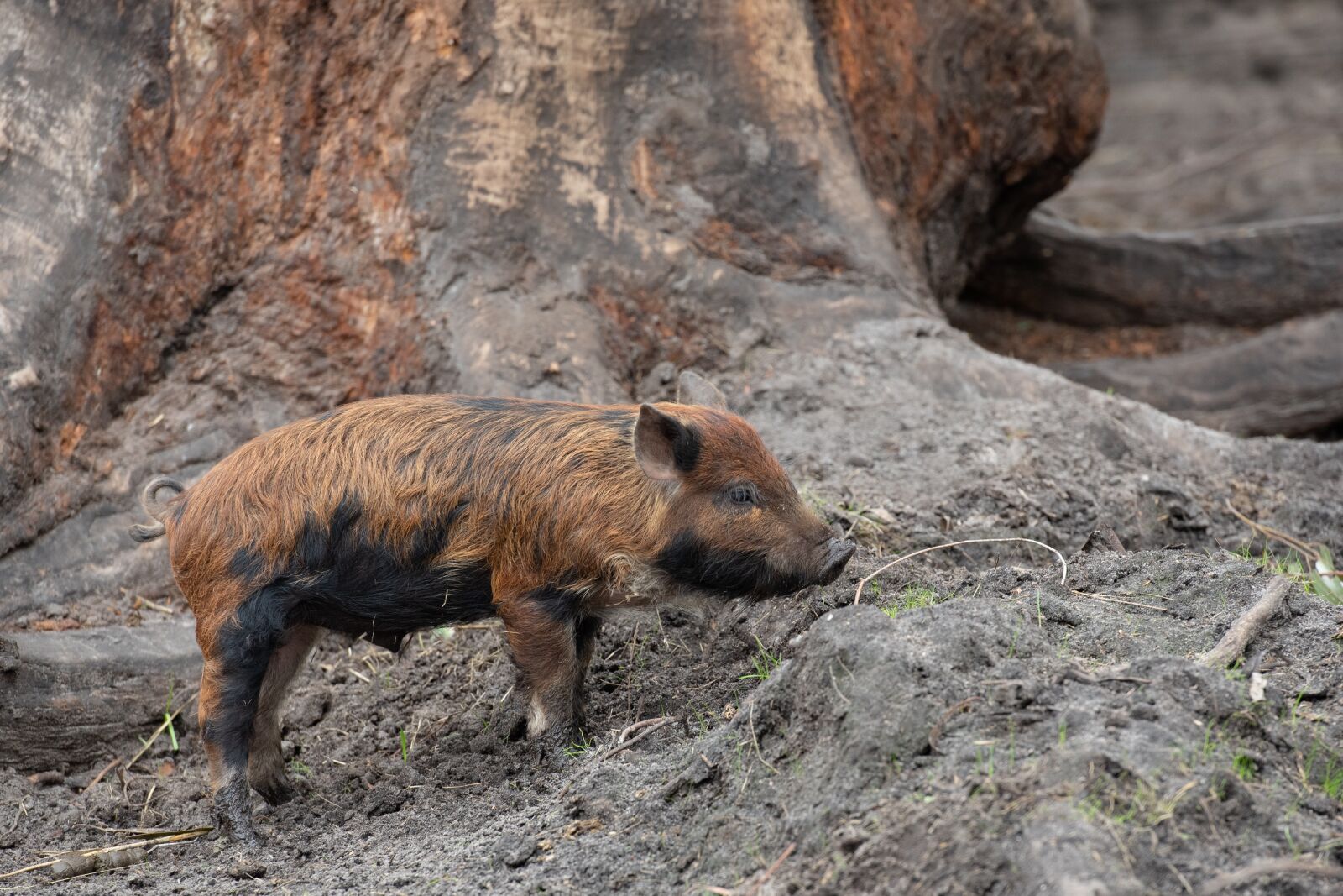 Nikon D750 sample photo. Piglet, baby, animal photography