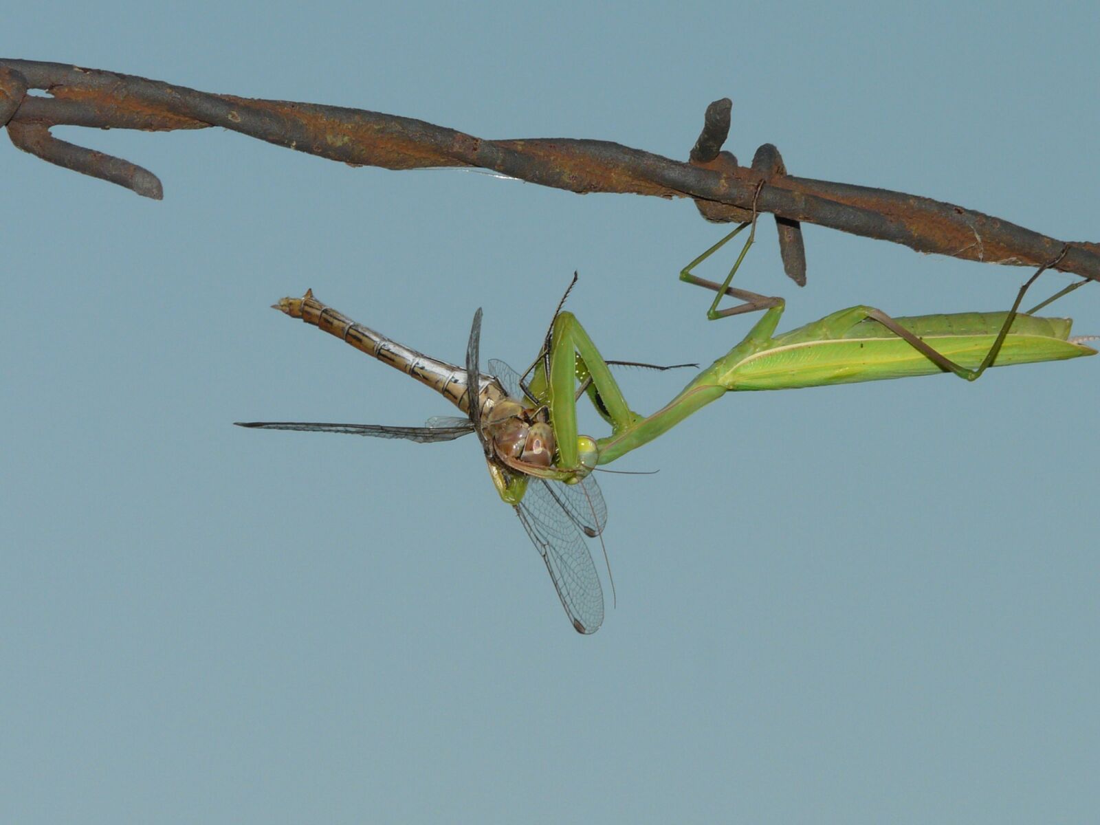 Panasonic DMC-FZ18 sample photo. Praying, predator, nature photography