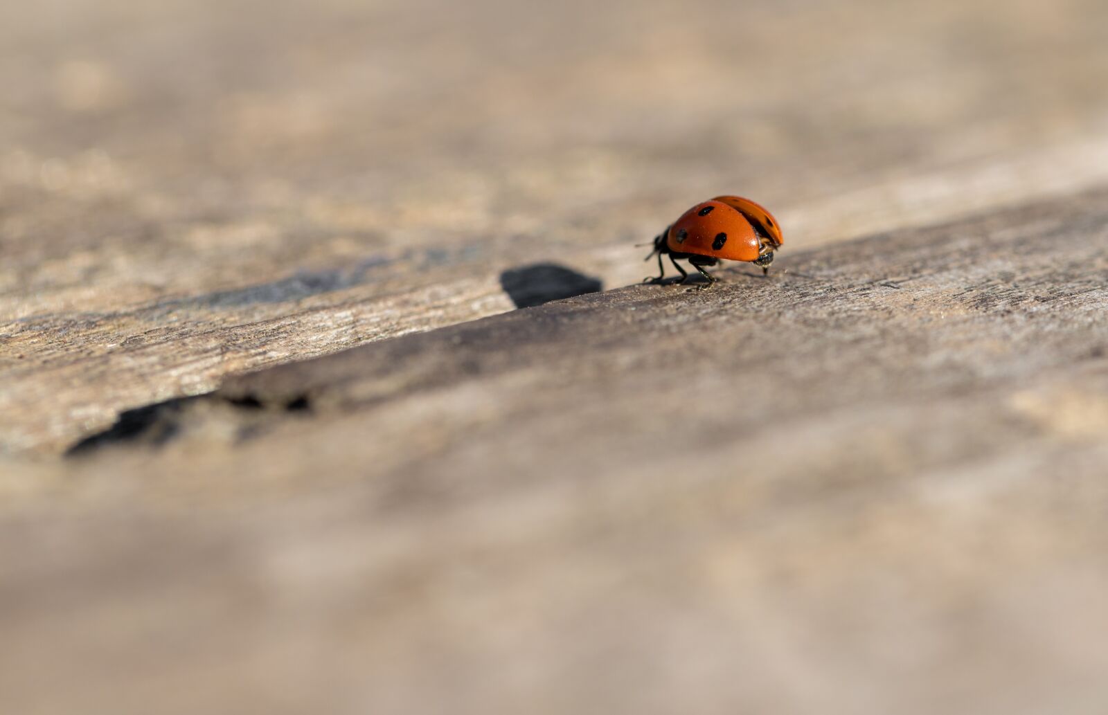 Canon EOS 6D Mark II sample photo. Ladybug, spring, nature photography
