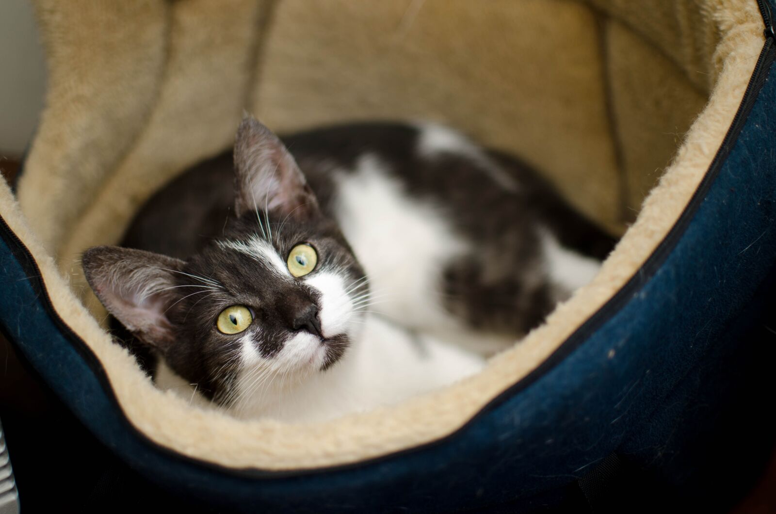 Nikon D7000 sample photo. Domestic cat, cat's eyes photography