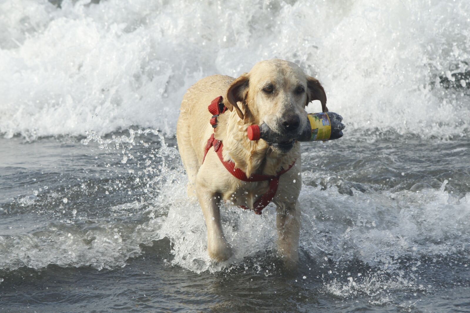 Canon EOS 700D (EOS Rebel T5i / EOS Kiss X7i) sample photo. Beach, dog, sea photography