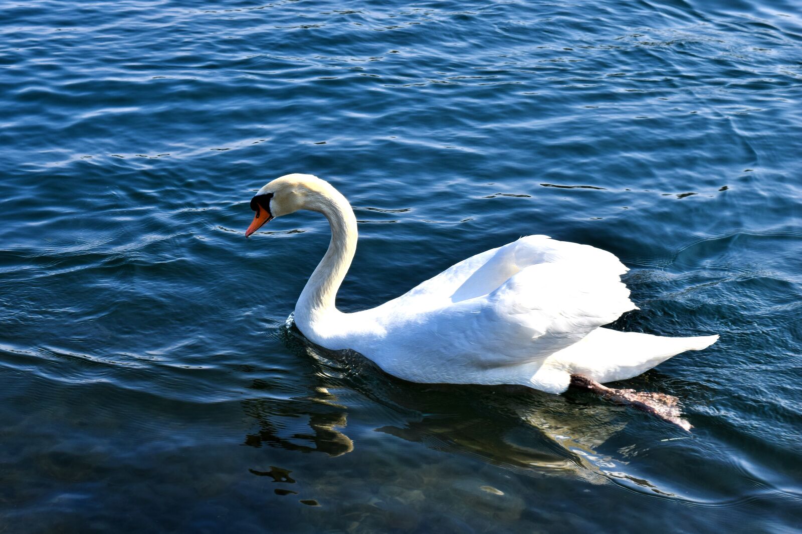 Nikon D3300 sample photo. Animal, swan, water photography