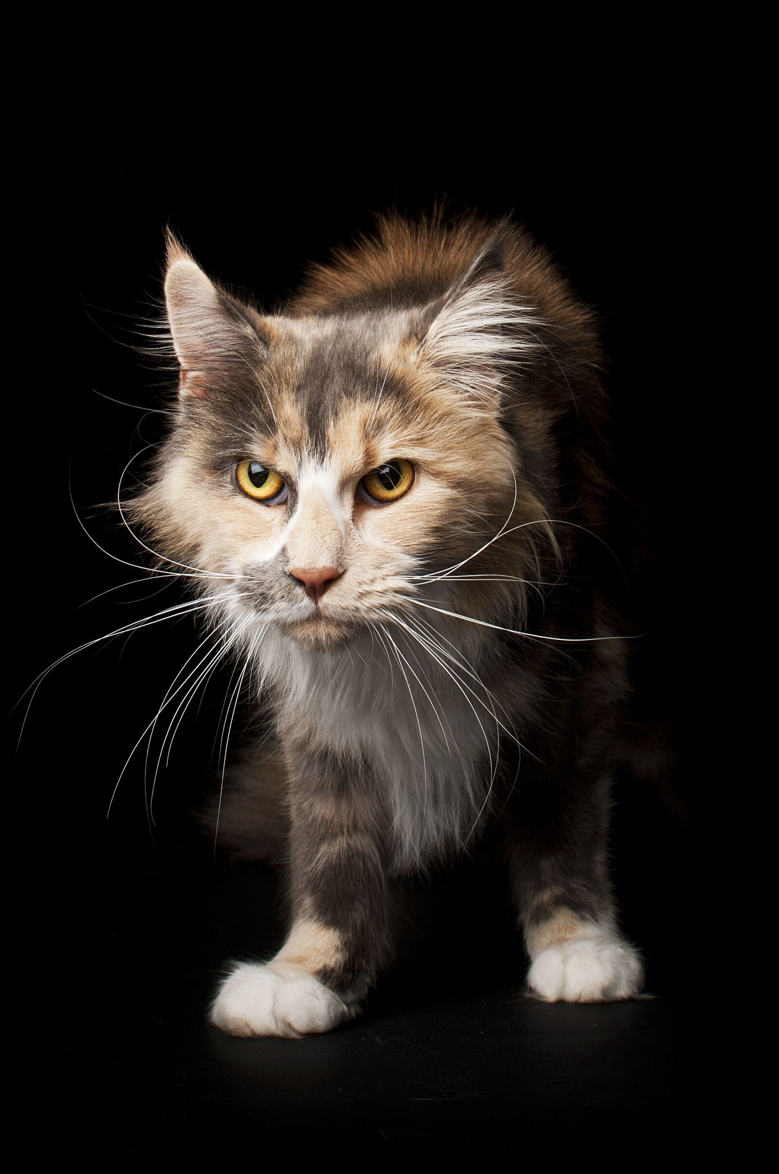 Nikon D300 sample photo. Cute, cat, animals photography