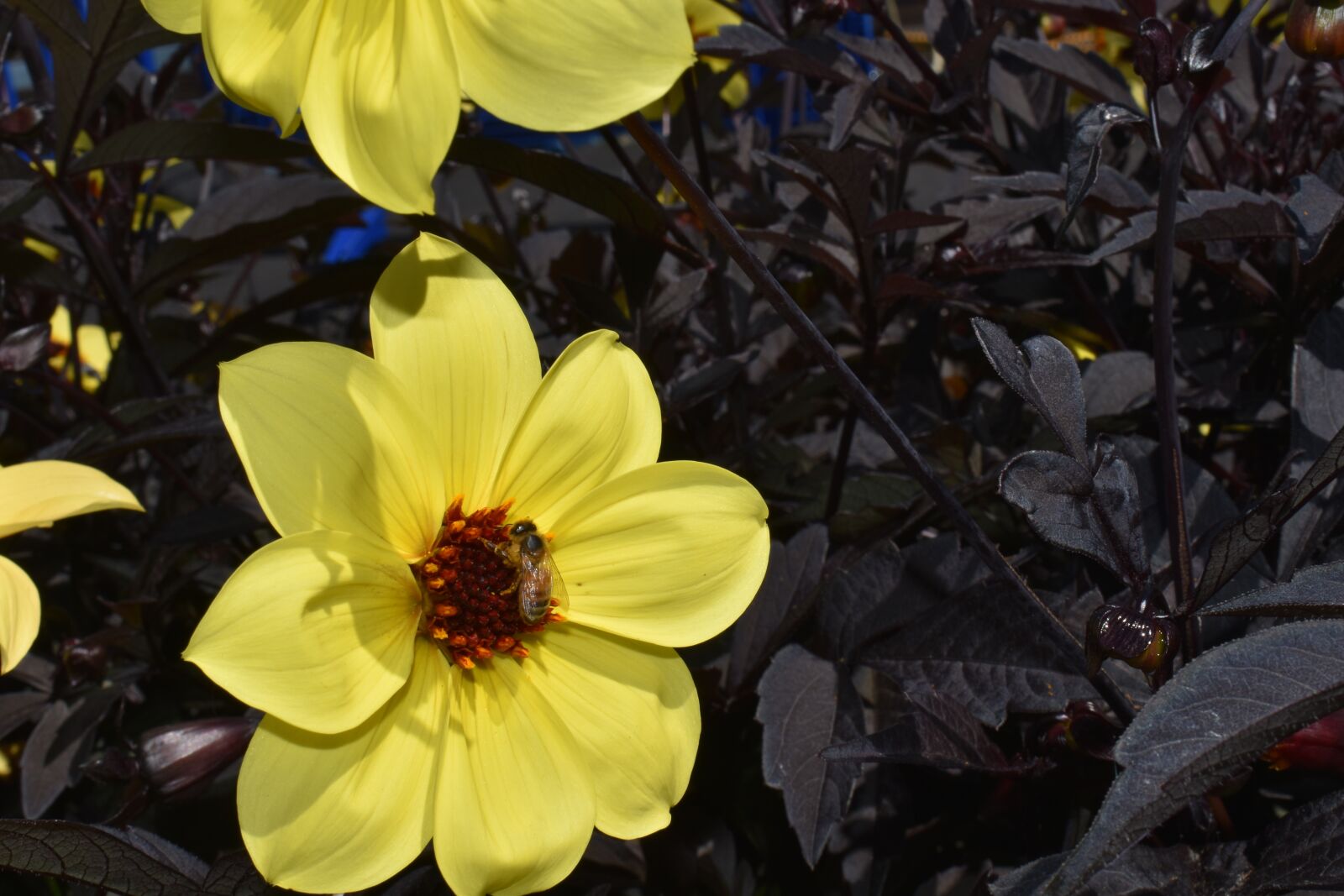 Nikon D5600 sample photo. Flower, petal, bee photography