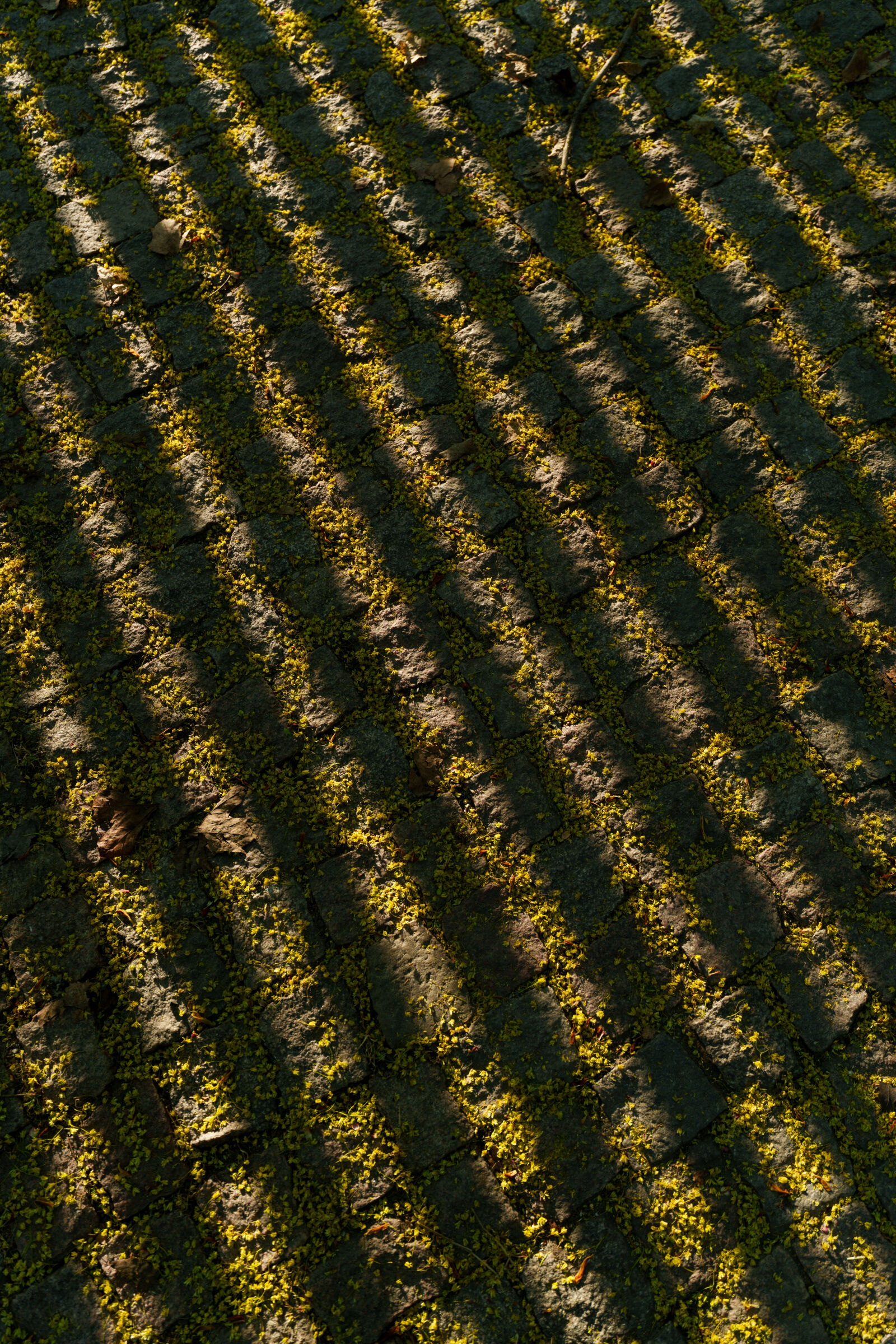 Sony a7R V sample photo. Fence shadow photography