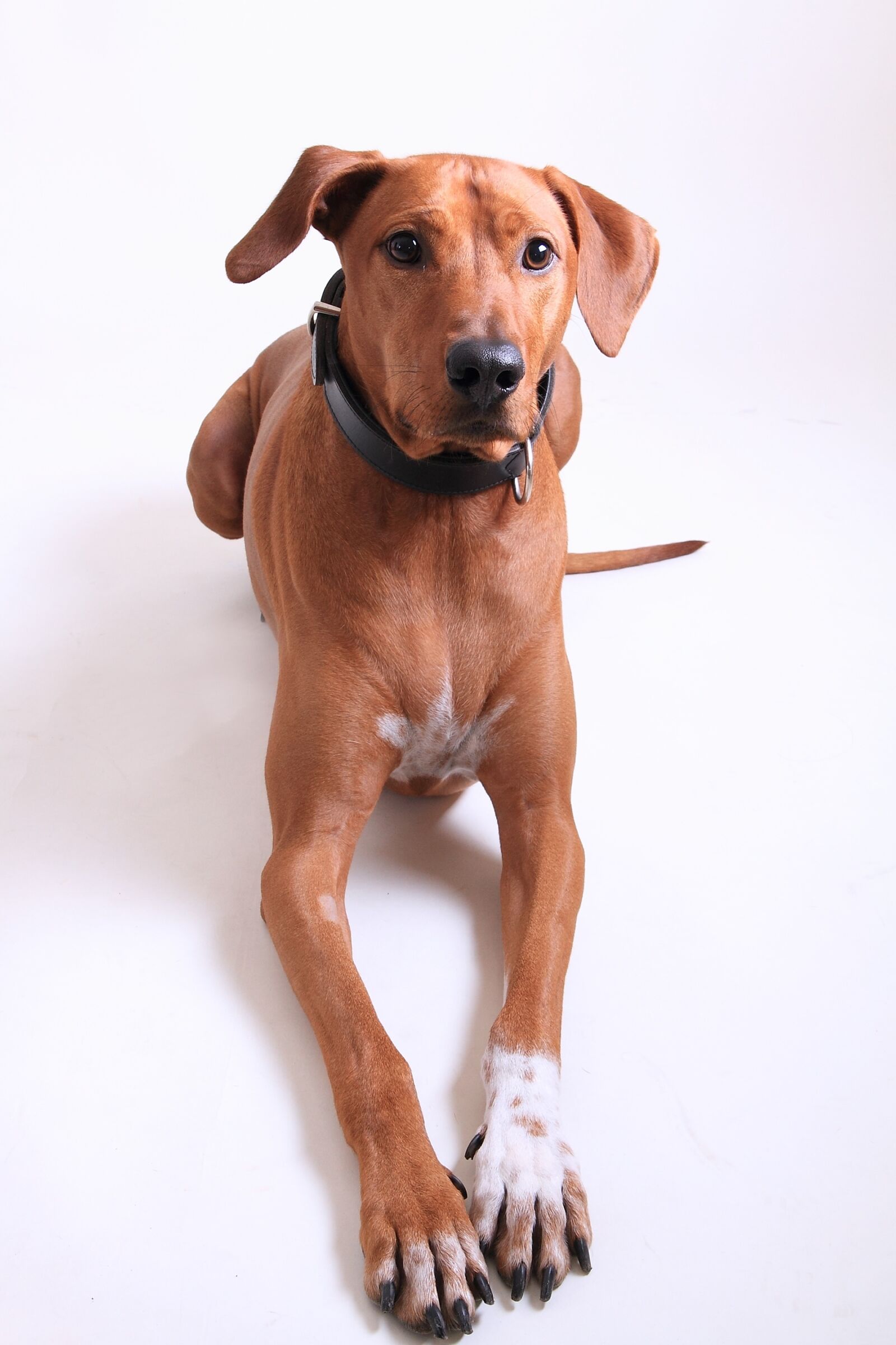 Canon EOS 7D sample photo. Dog, rhodesian ridgeback, dog photography