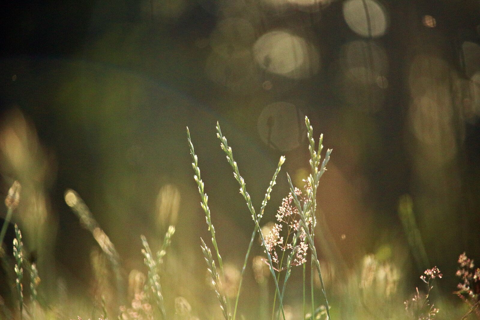 Canon EOS 100D (EOS Rebel SL1 / EOS Kiss X7) sample photo. Grass, blade of grass photography