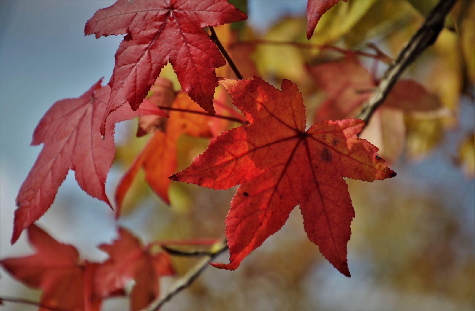 Canon EOS 80D sample photo. Autumn, autumn leaves, clone photography