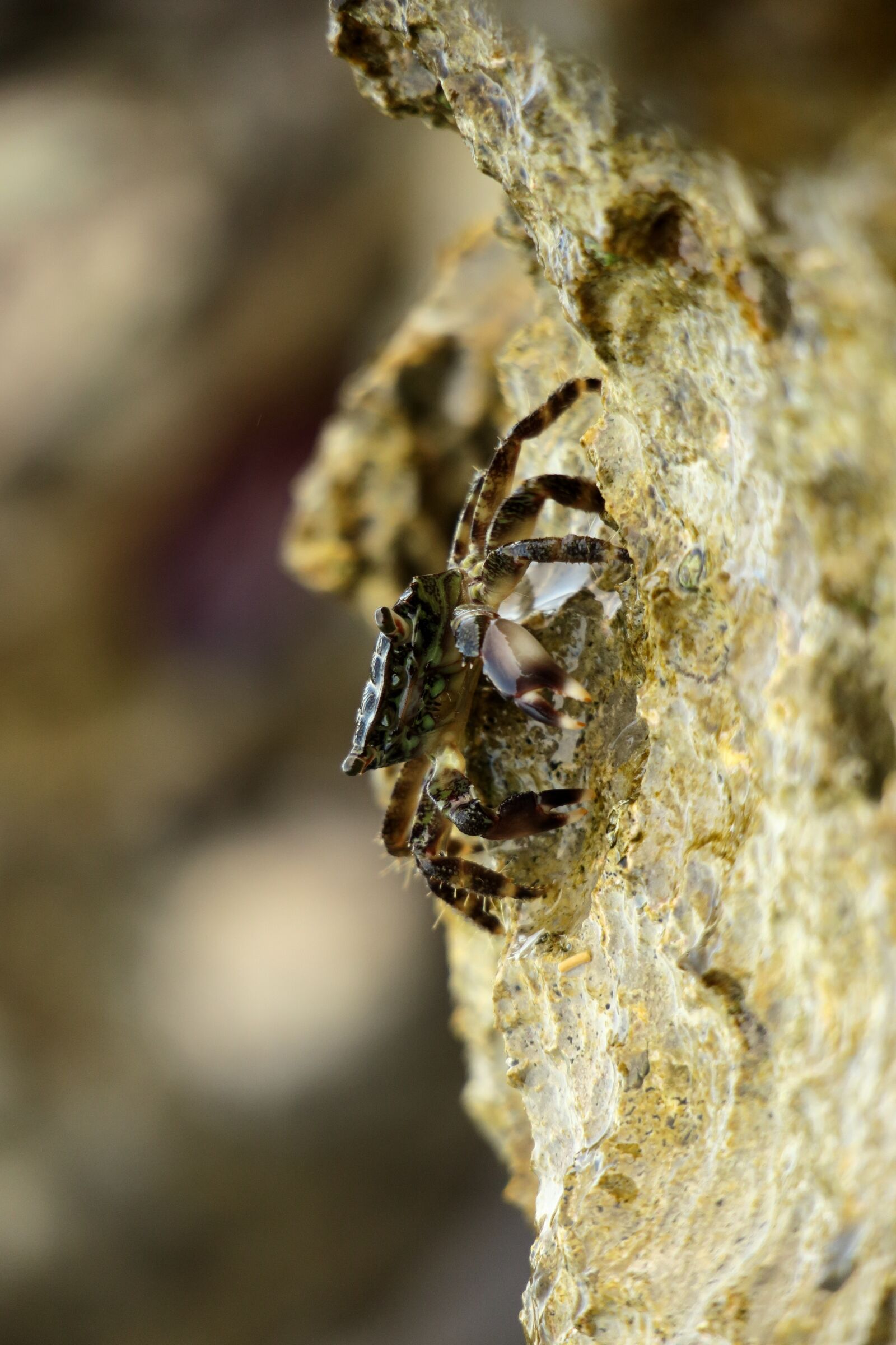 Canon PowerShot G3 X sample photo. Crabs, mediterranean, istria photography