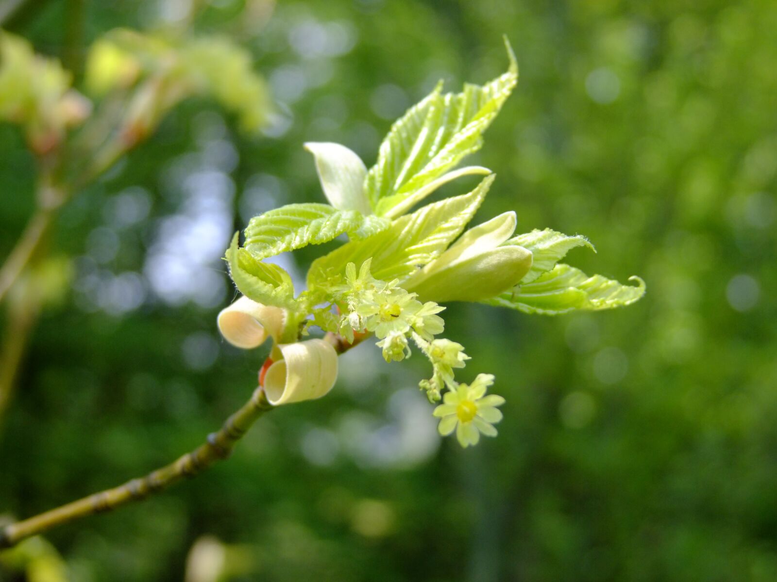 FujiFilm FinePix S200EXR (FinePix S205EXR) sample photo. Maple, blossom, bloom photography
