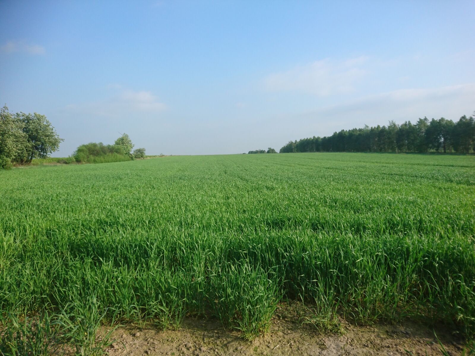 Sony Xperia Z5 sample photo. Meadow, field, farm photography