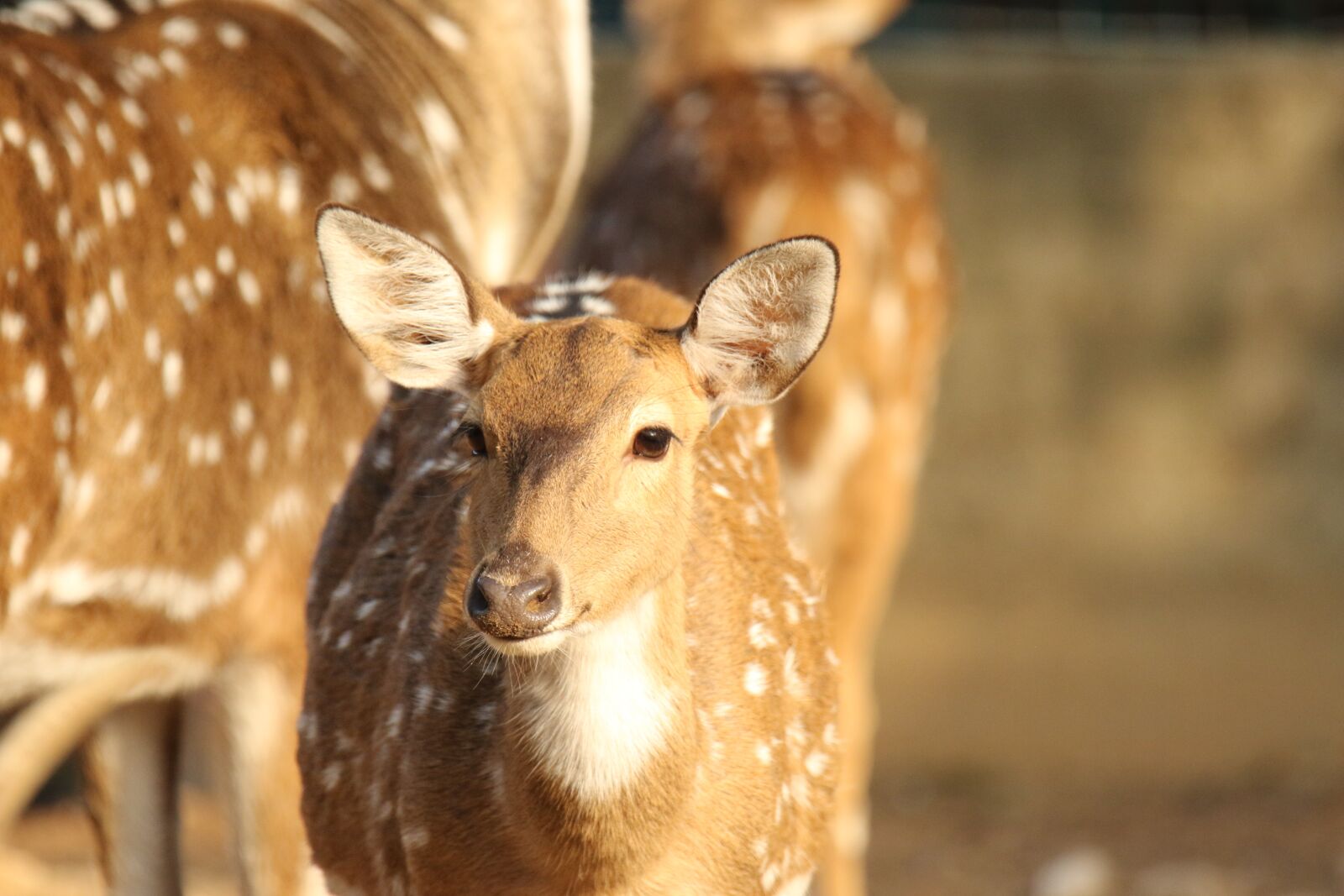 Canon EOS 7D Mark II sample photo. Spotted deer, fawn, animal photography