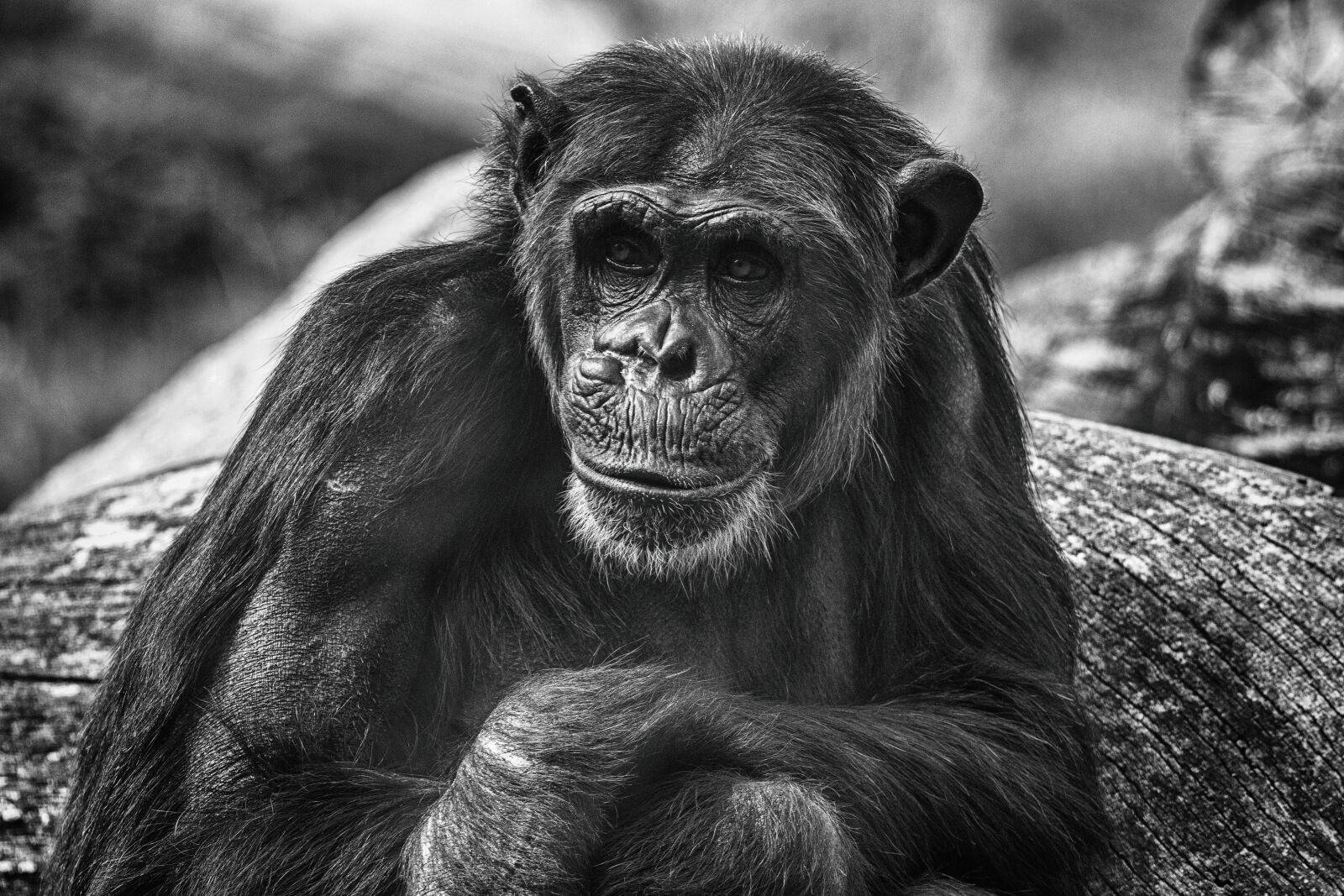 Canon EF 70-300 F4-5.6 IS II USM sample photo. Monkey, zoo, mammal photography