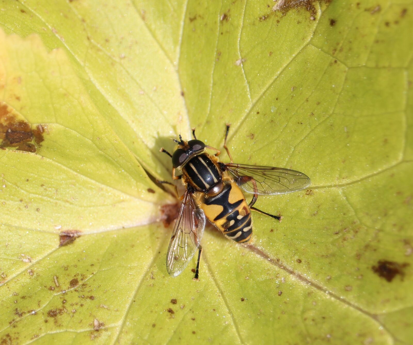 Canon EOS 750D (EOS Rebel T6i / EOS Kiss X8i) sample photo. Fly, leaf, macro photography