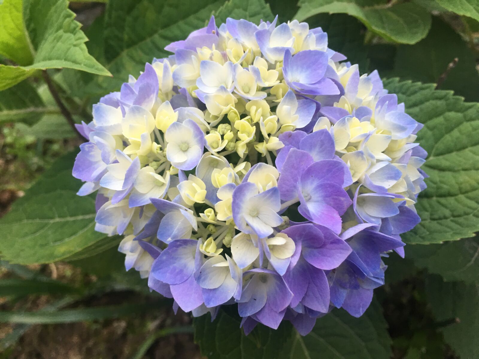 iPhone 6s Plus back camera 4.15mm f/2.2 sample photo. Hydrangea, natural, sunshine photography