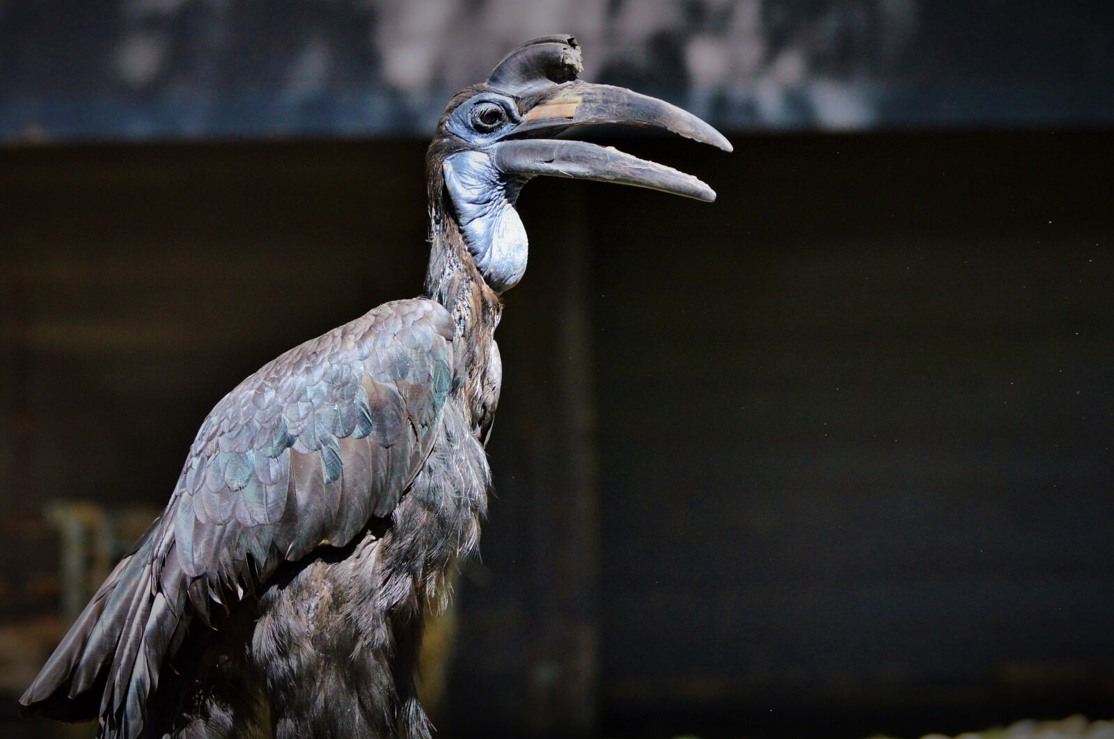 Nikon D3200 sample photo. Ground-hornbill, raven, hornbill photography