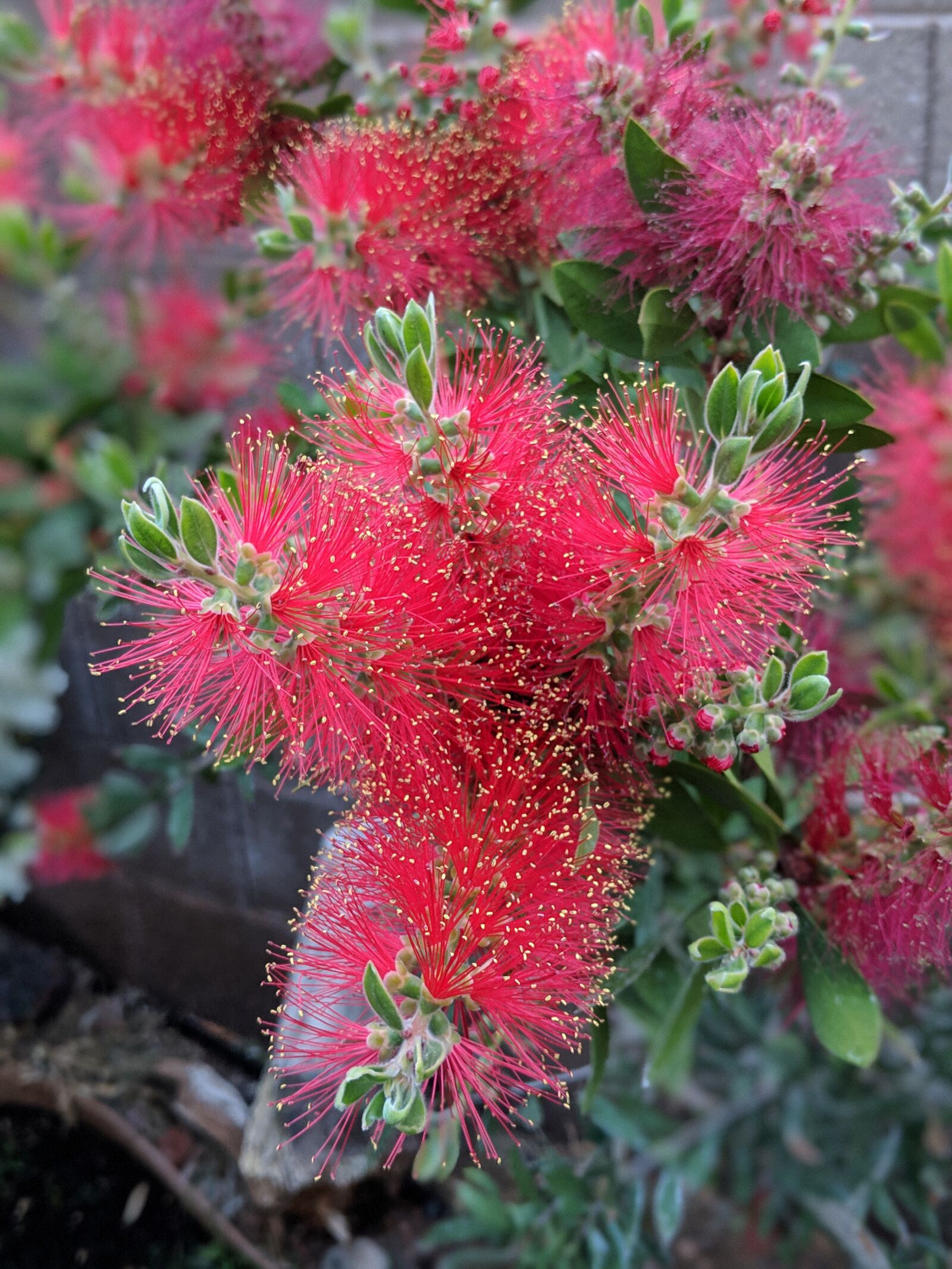 Google Pixel 2 XL sample photo. Spring, garden, flowers photography