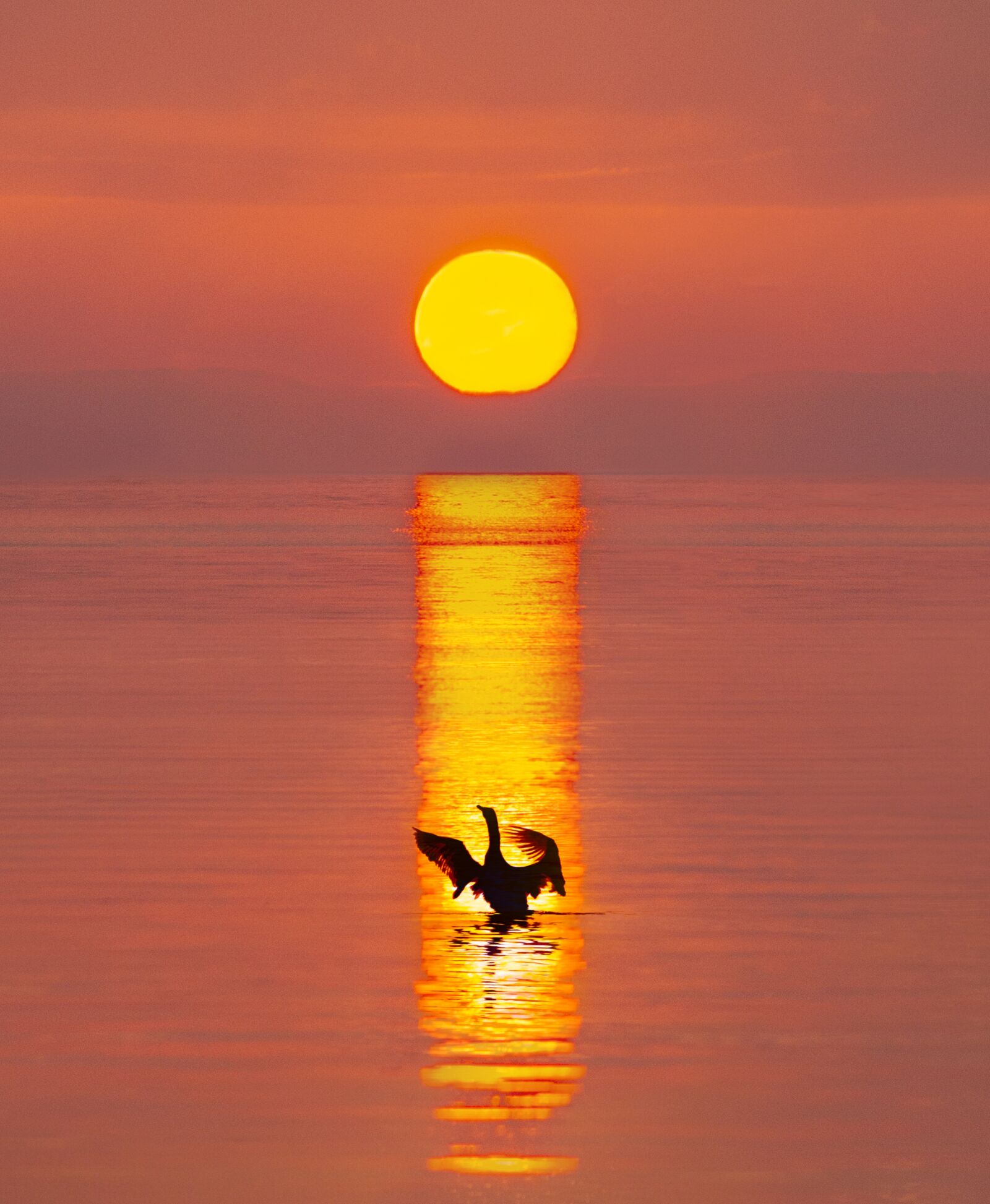 Sony SLT-A77 sample photo. Bird, swan, sunrise photography