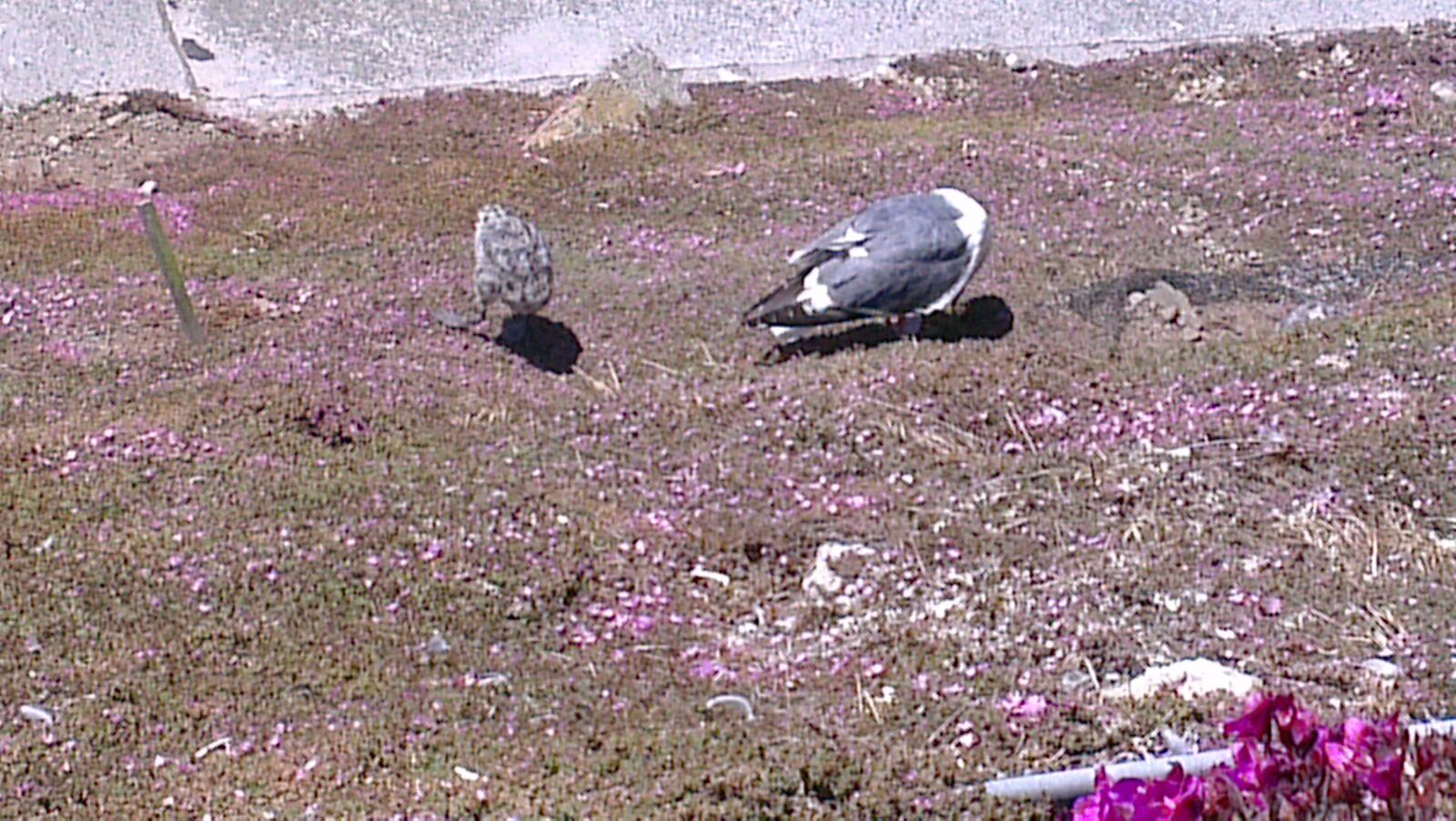 HTC ONE X sample photo. Wildlife, alcatraz, california photography