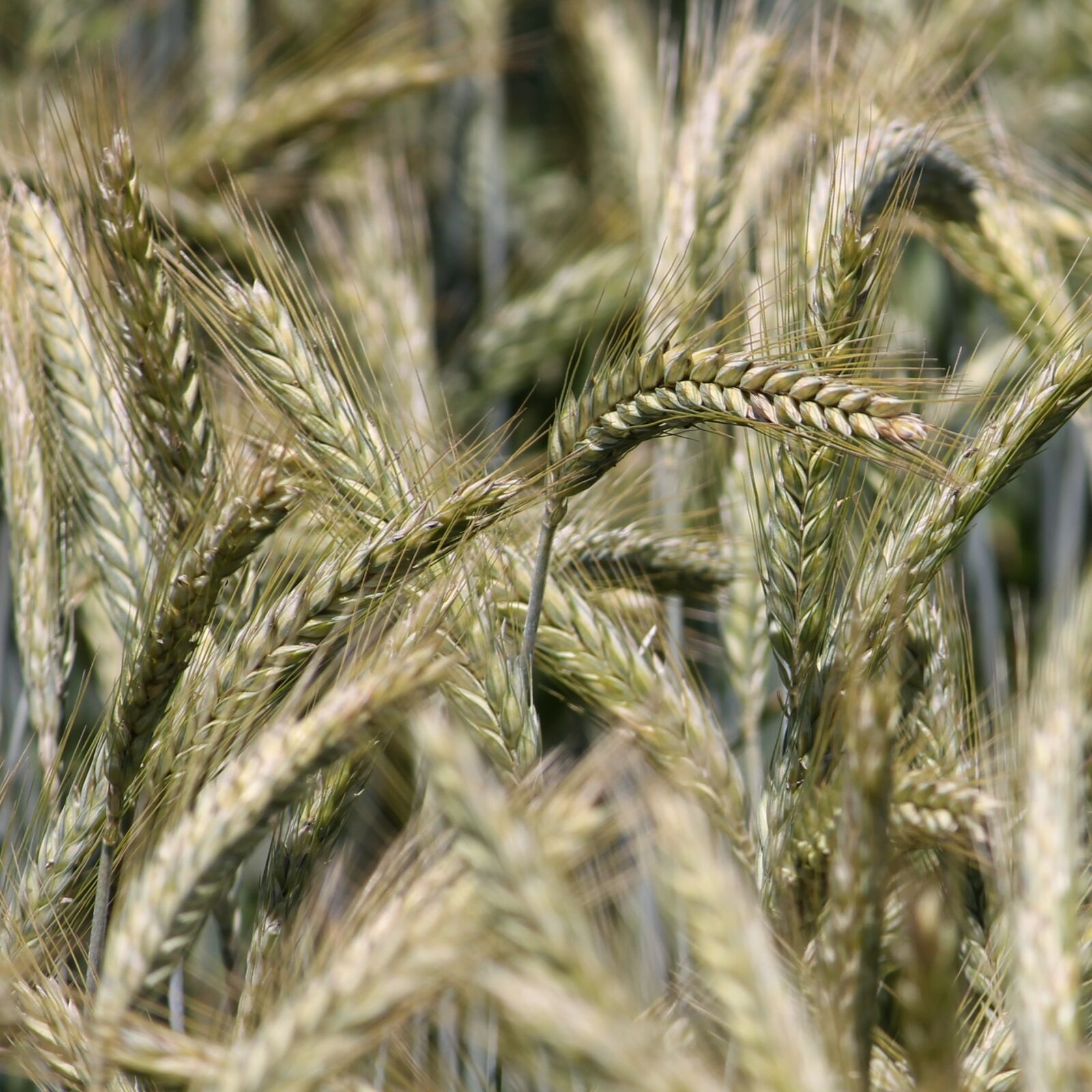 Canon EF-S 55-250mm F4-5.6 IS II sample photo. Spike, cereals, cornfield photography