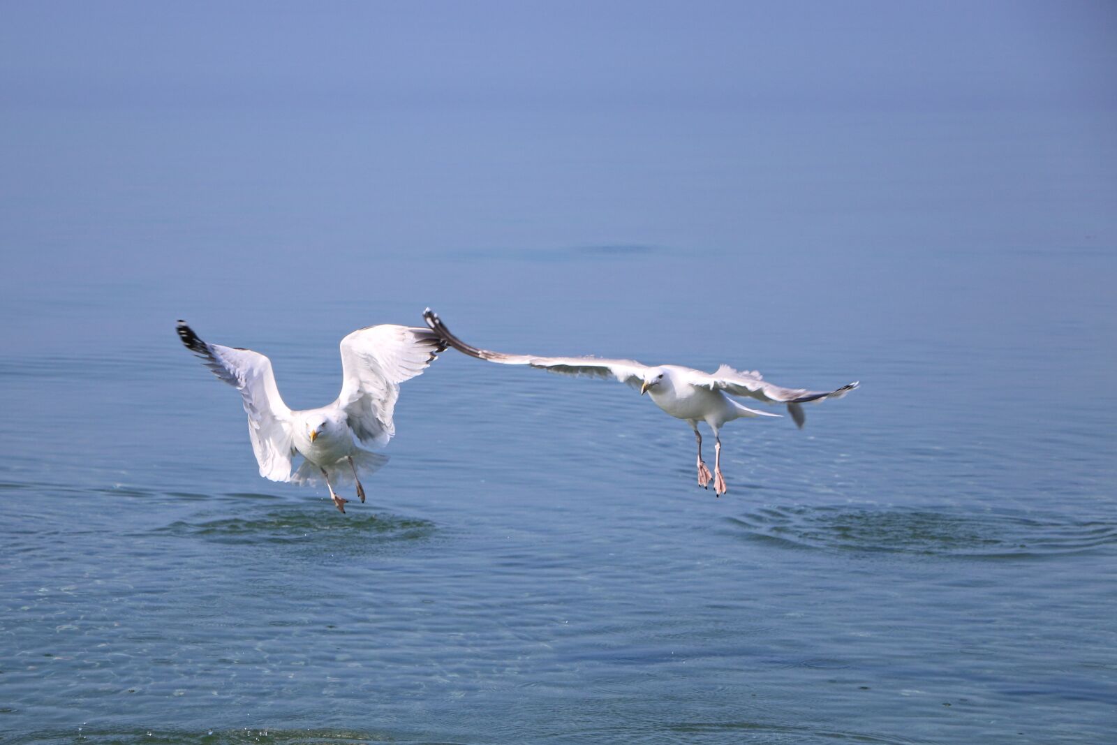 Canon EOS 70D sample photo. Seagull, gulls, bird photography
