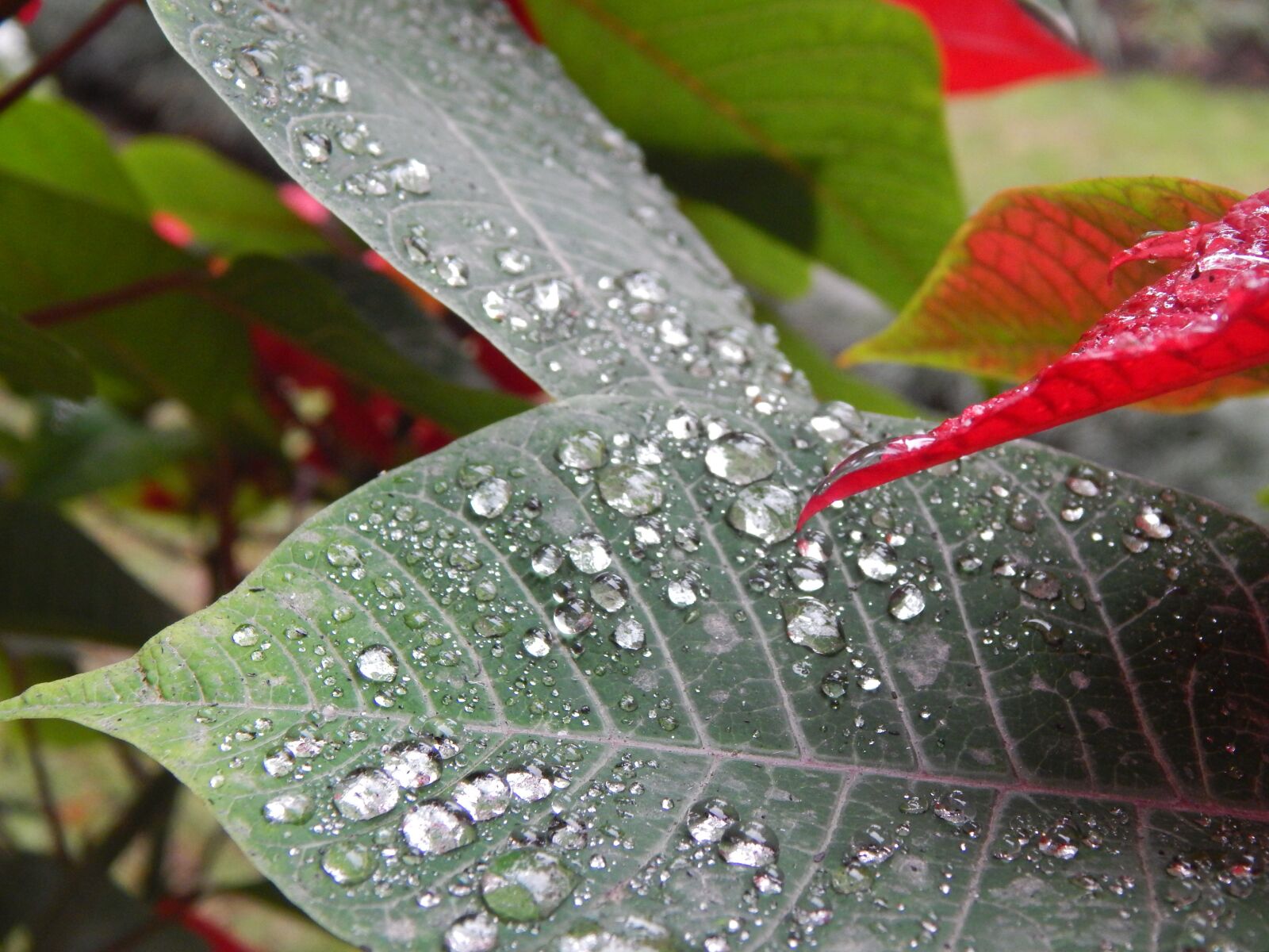 Nikon Coolpix L820 sample photo. Leaves, wet, rain photography