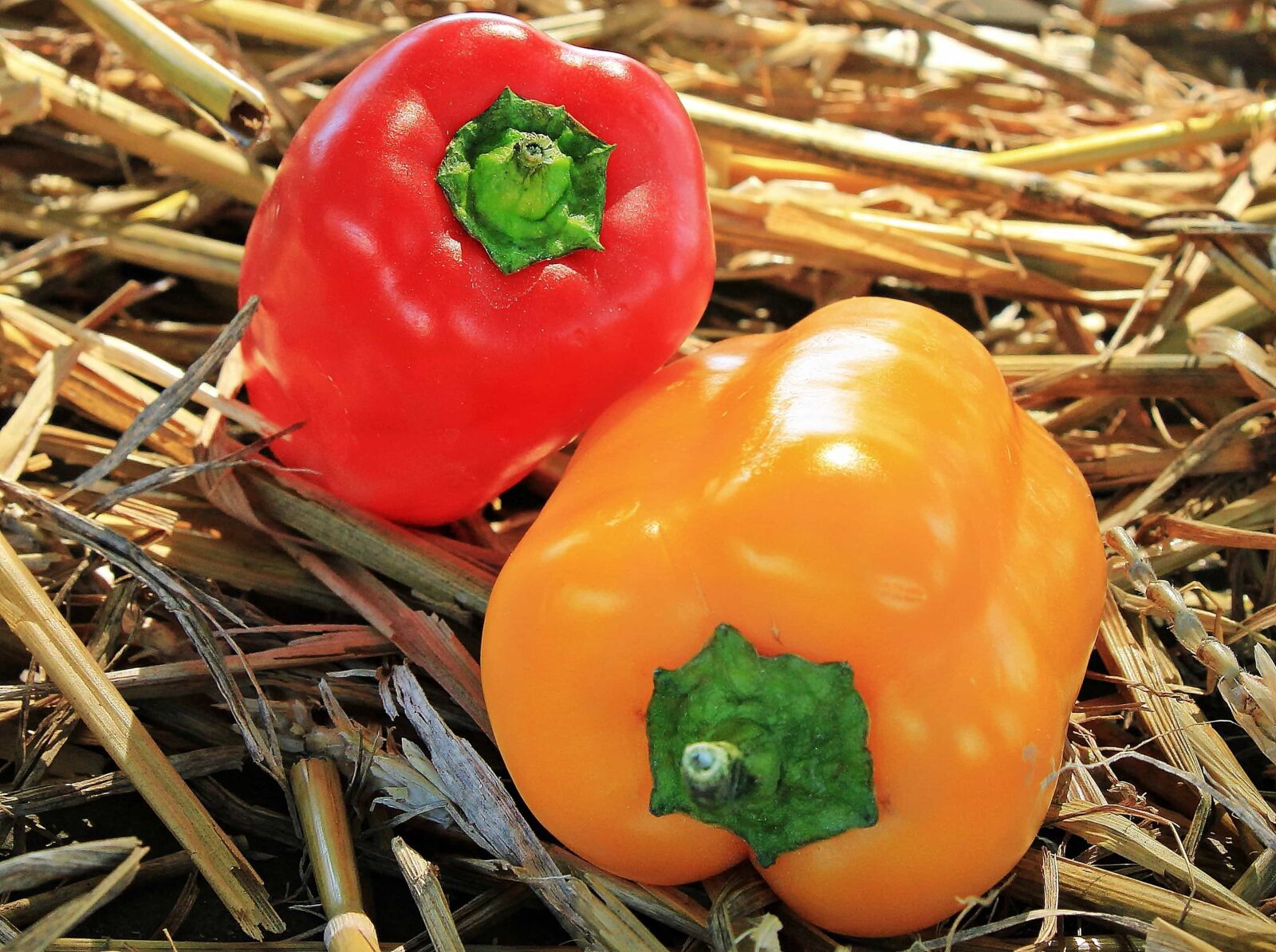 Canon EOS 550D (EOS Rebel T2i / EOS Kiss X4) sample photo. Bell pepper, food, paprika photography