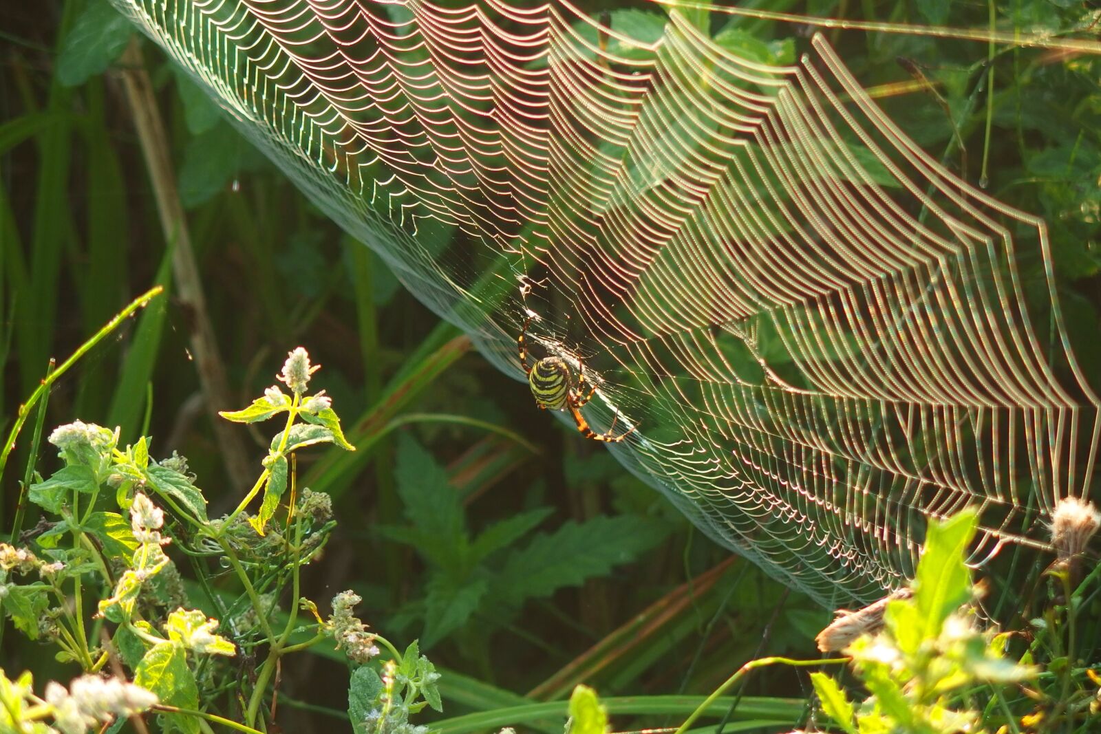 Olympus Stylus XZ-10 sample photo. Spider, cobweb, green photography