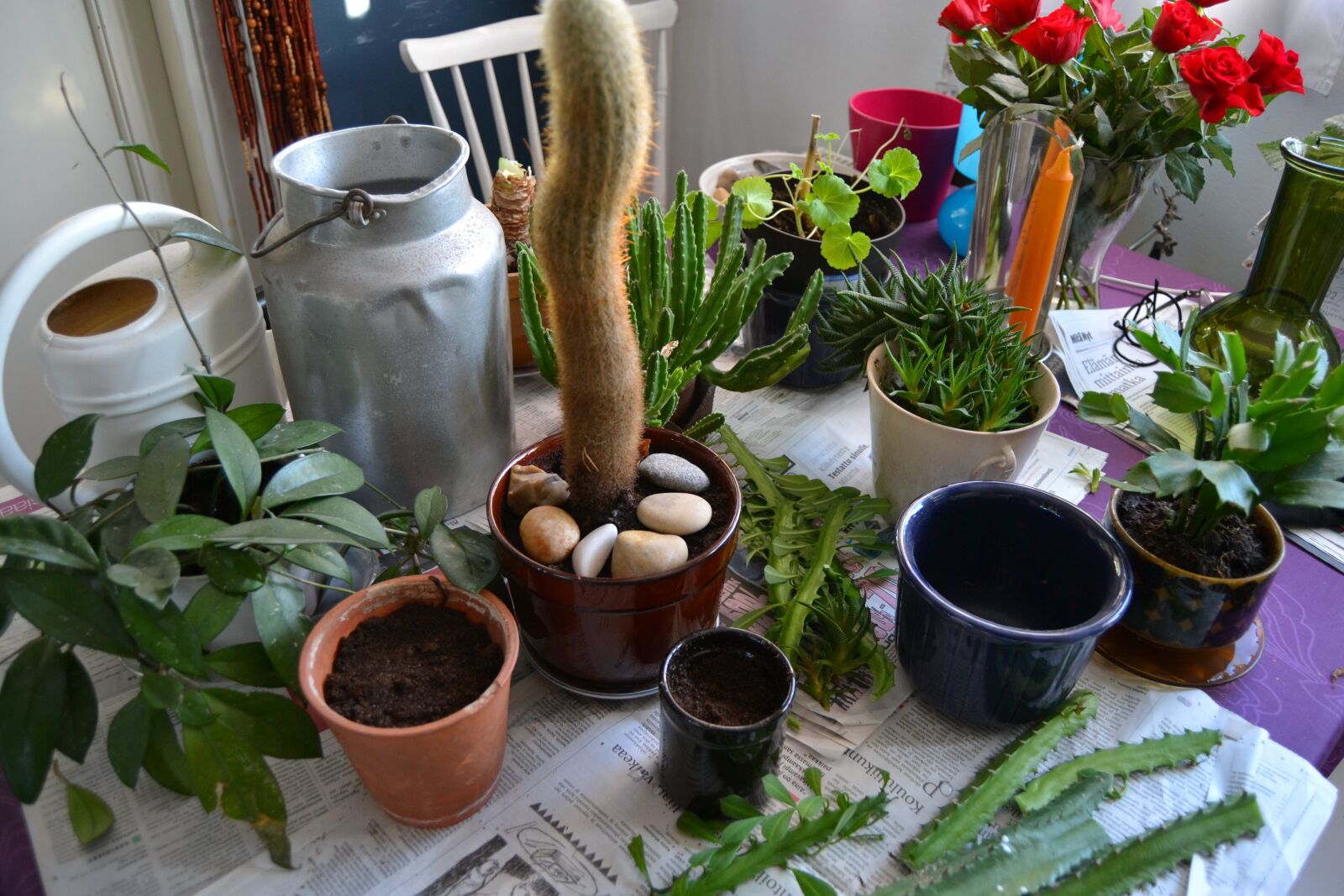 Nikon D3100 sample photo. Spring, seedling, instill photography