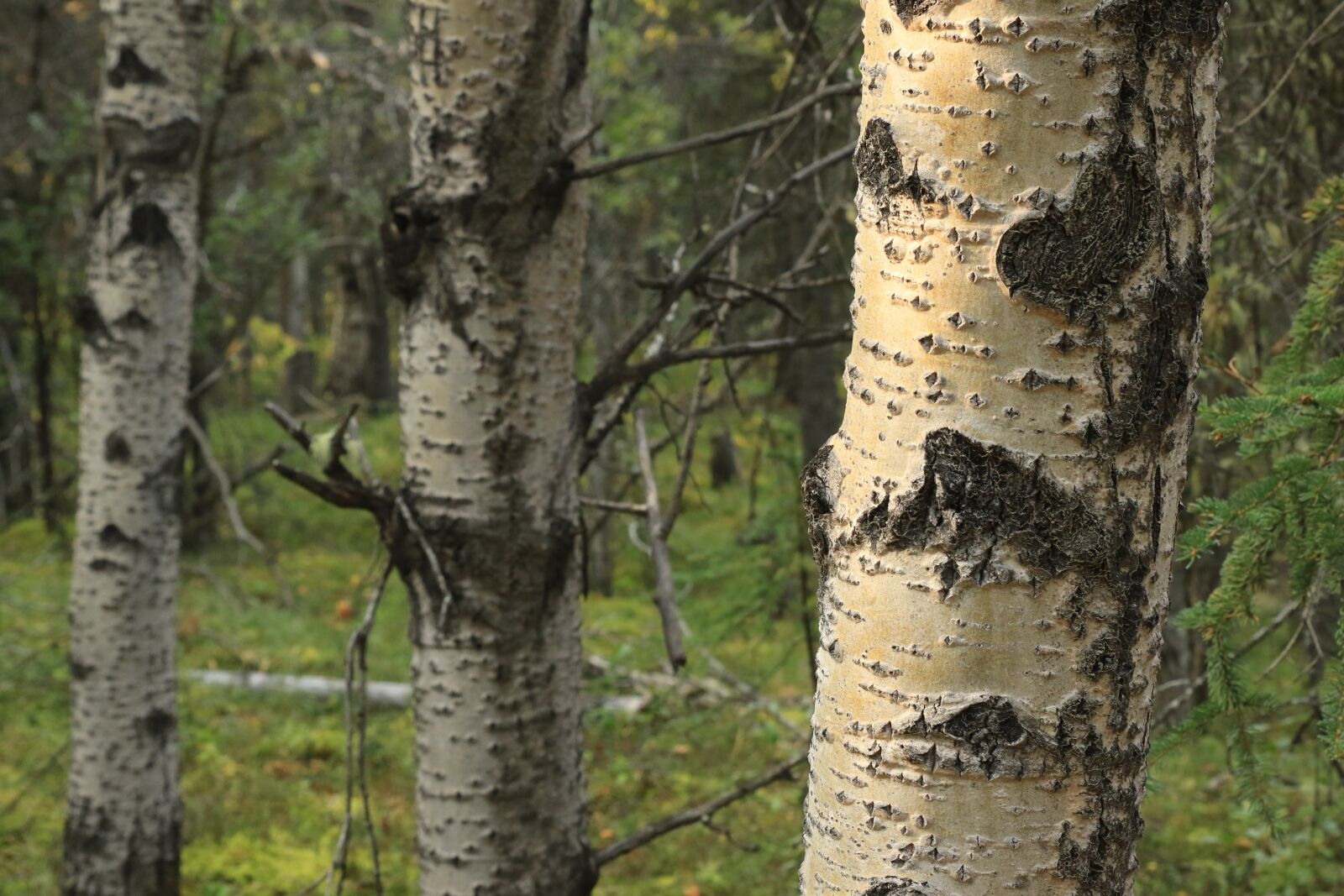 Canon EOS 7D Mark II sample photo. Trees, birch, forest photography