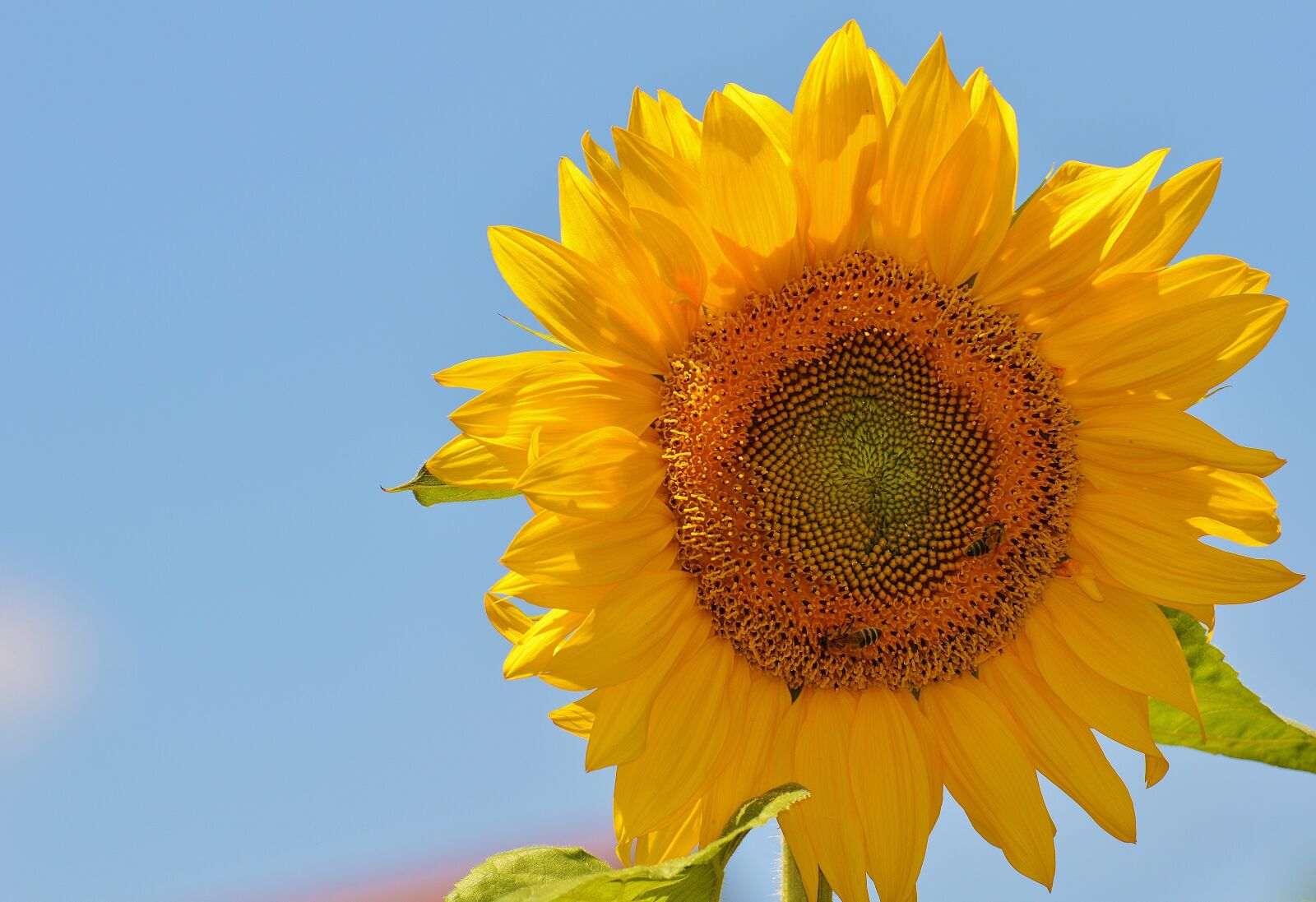 Nikon D3200 sample photo. Sunflower, bees, summer photography
