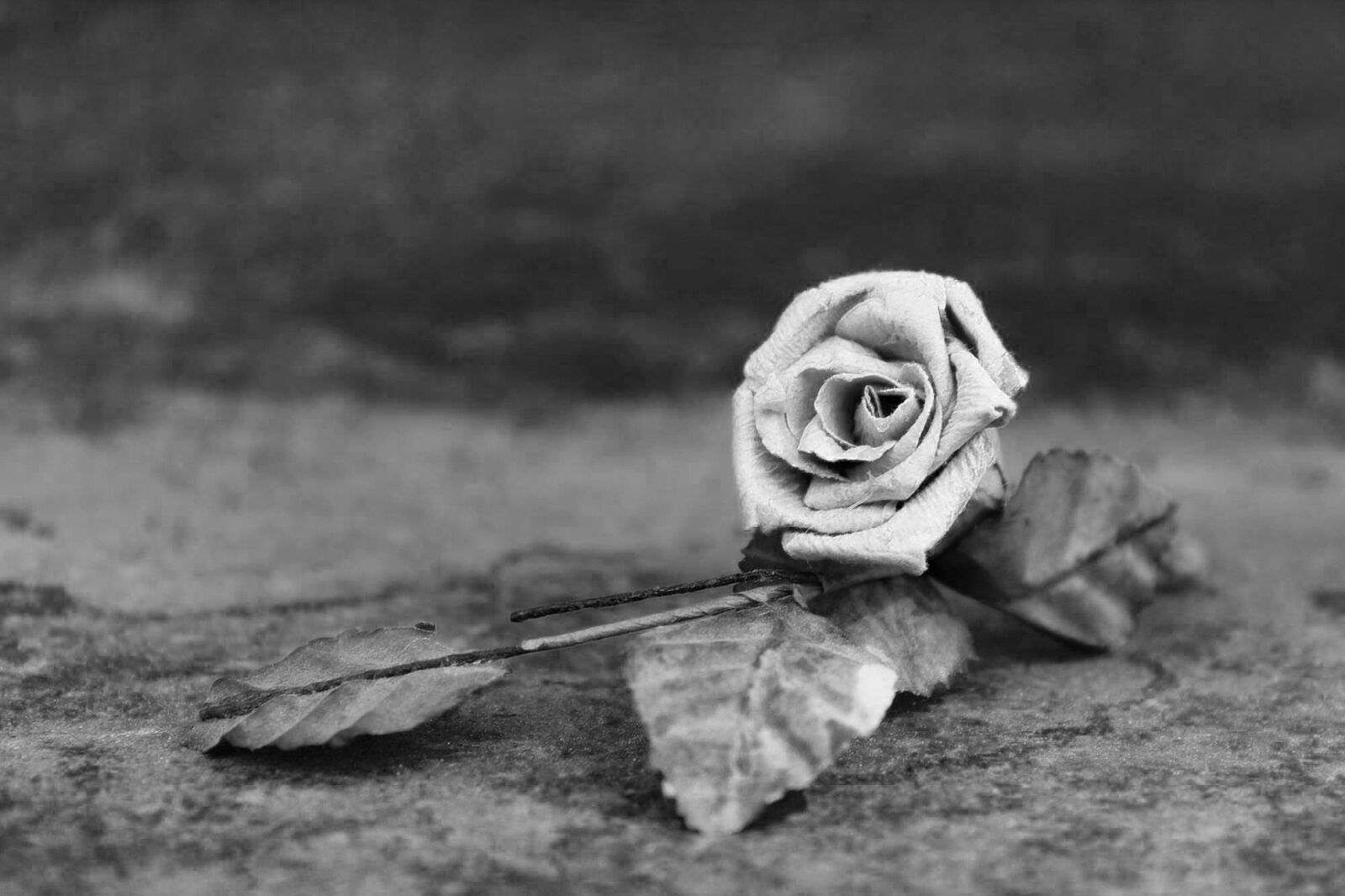 Canon EOS 1200D (EOS Rebel T5 / EOS Kiss X70 / EOS Hi) sample photo. Rose, dried, close up photography
