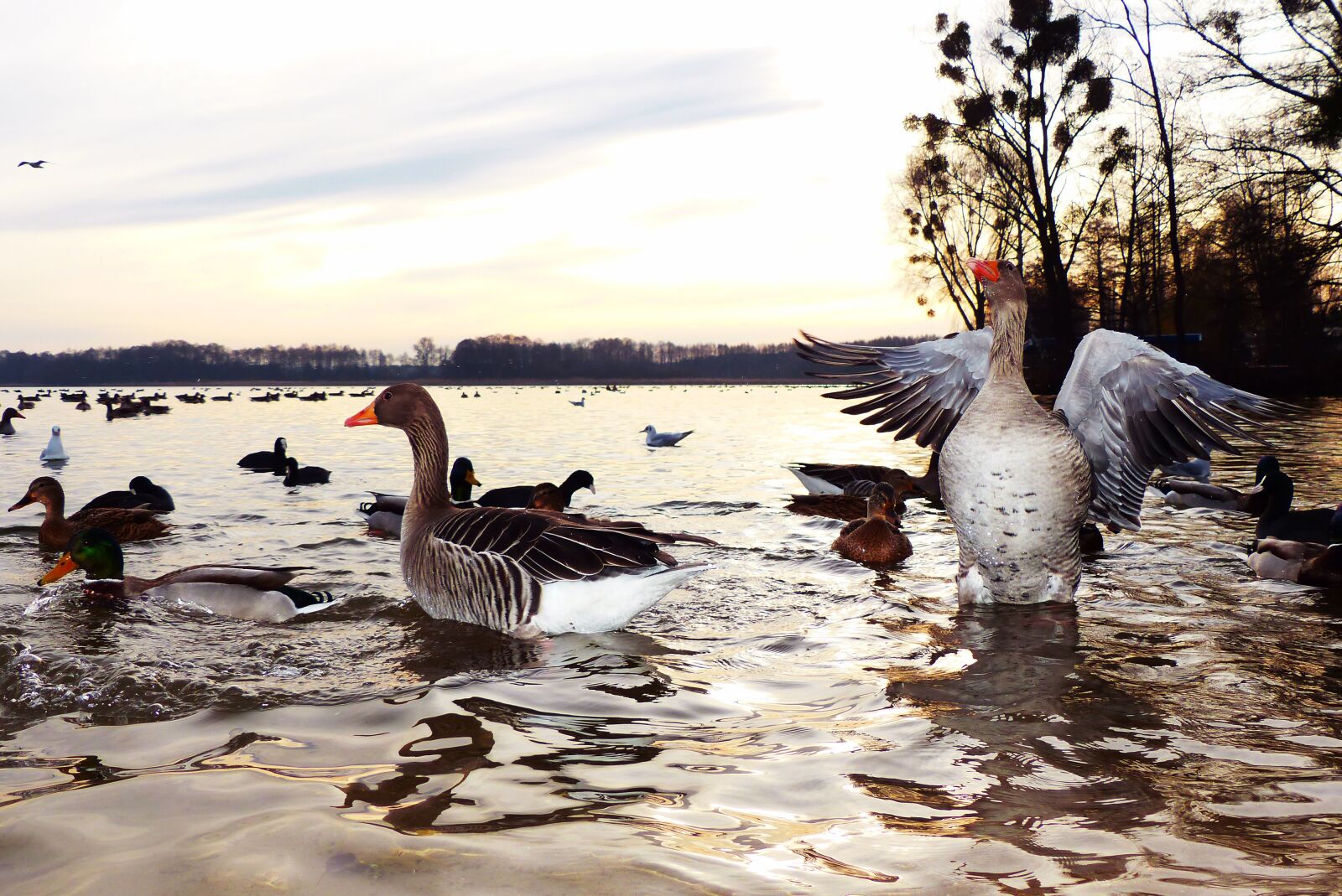Panasonic Lumix DMC-FZ200 sample photo. Goose grey goose, wings photography