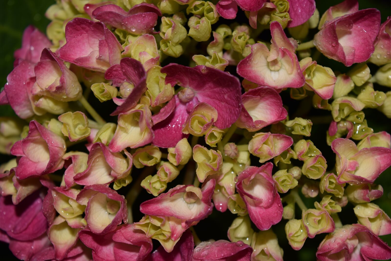 Nikon D3300 sample photo. Hydrangea, close up, background photography