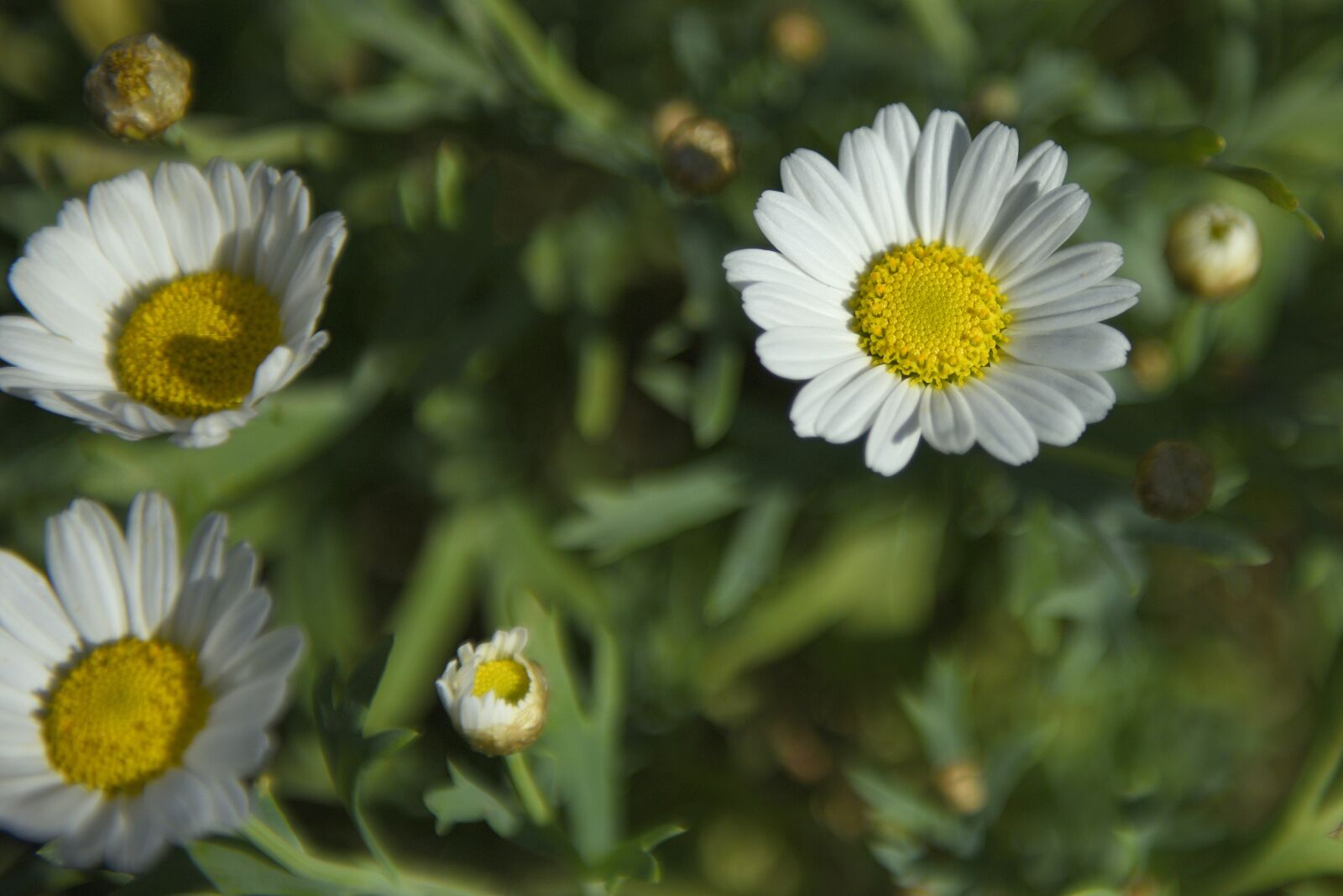 Nikon D810 sample photo. Daisies, flowers, summer photography