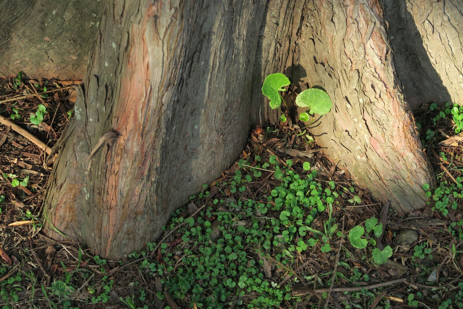 Canon PowerShot G7 X sample photo. Tree, plant, tree roots photography