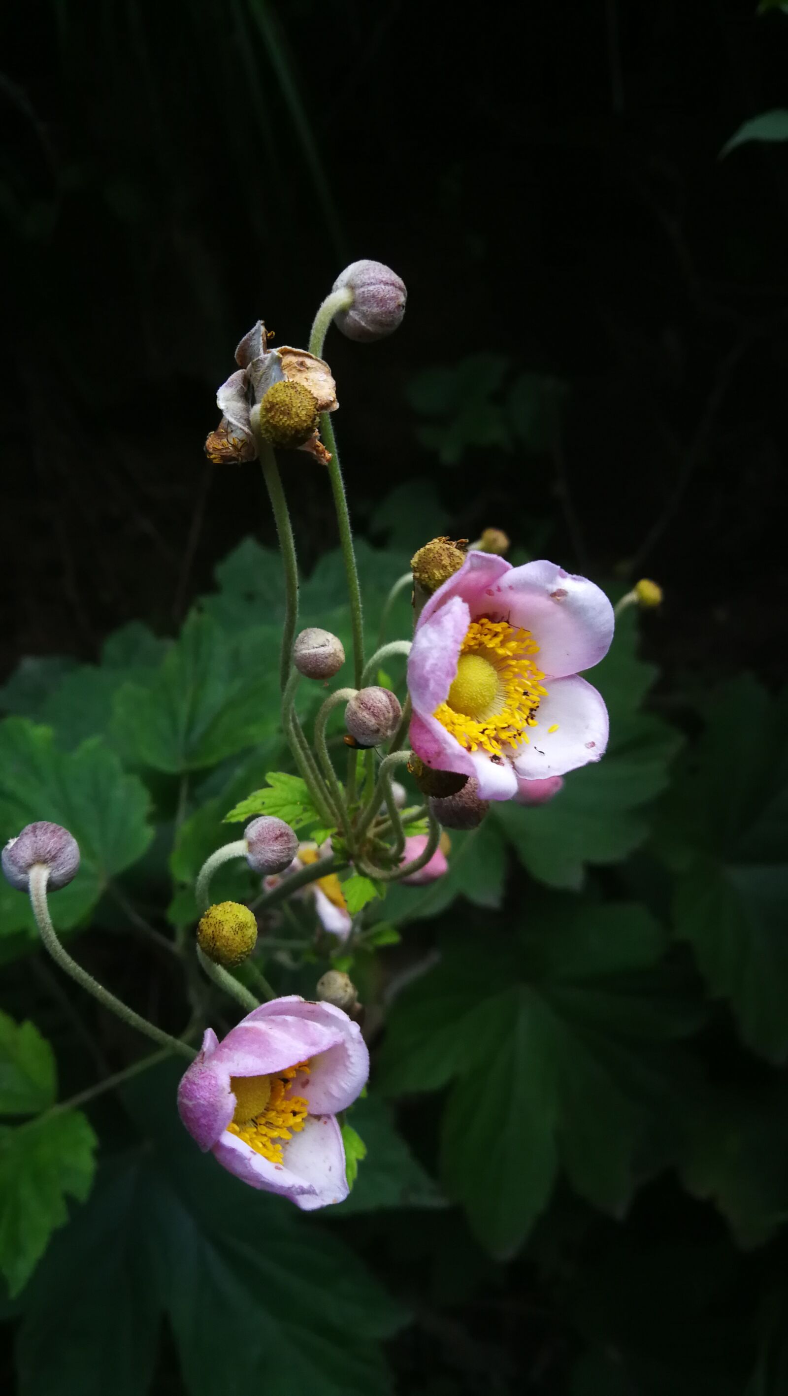 HUAWEI P10 sample photo. Wild flowers, mountain flowers photography