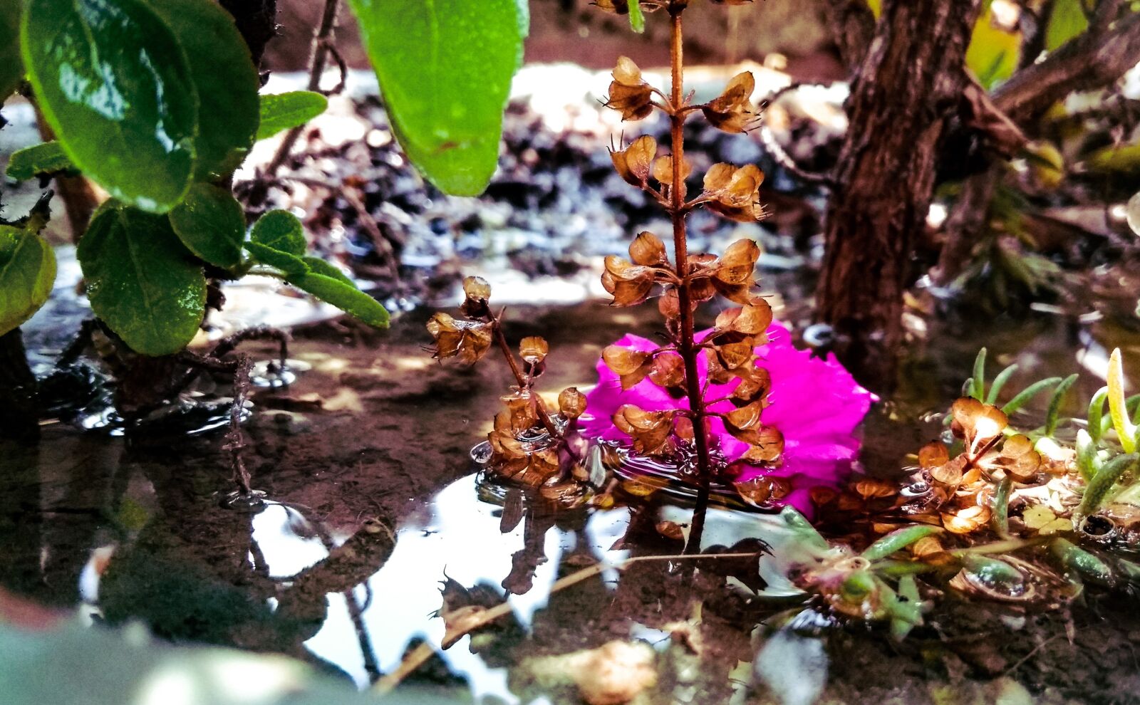 Xiaomi Redmi 4A sample photo. Nature, leaf, flora photography