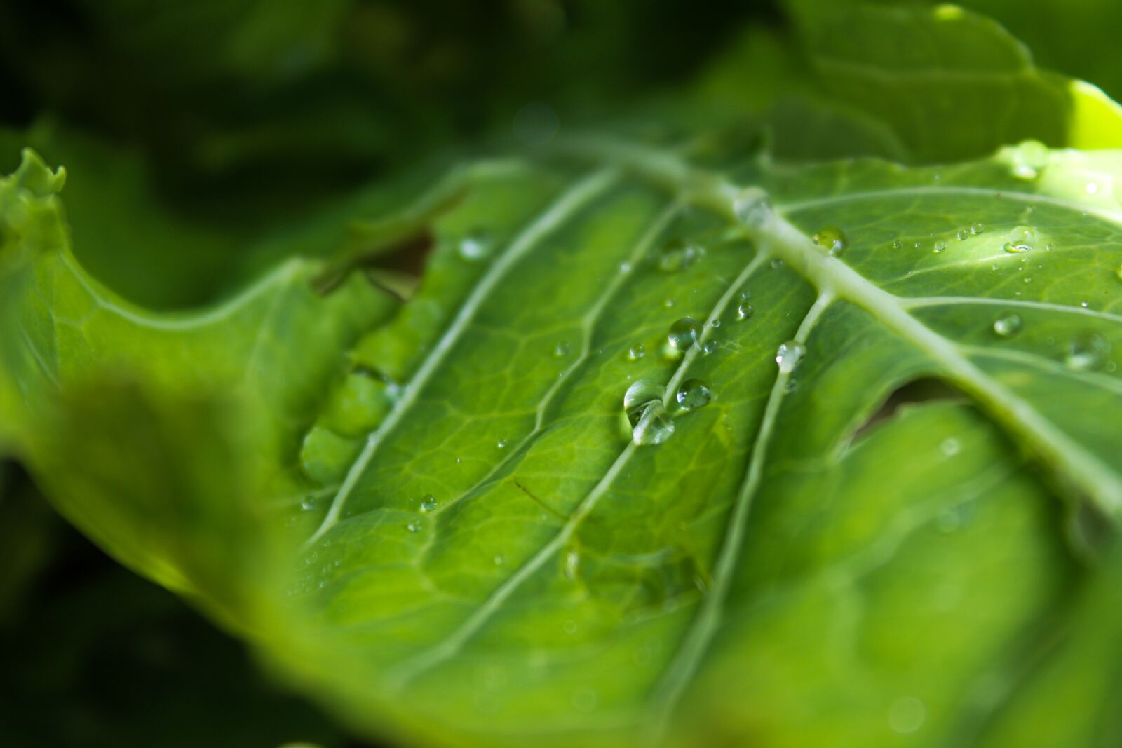 Canon EOS 1300D (EOS Rebel T6 / EOS Kiss X80) sample photo. Leaf, plant, freshness photography