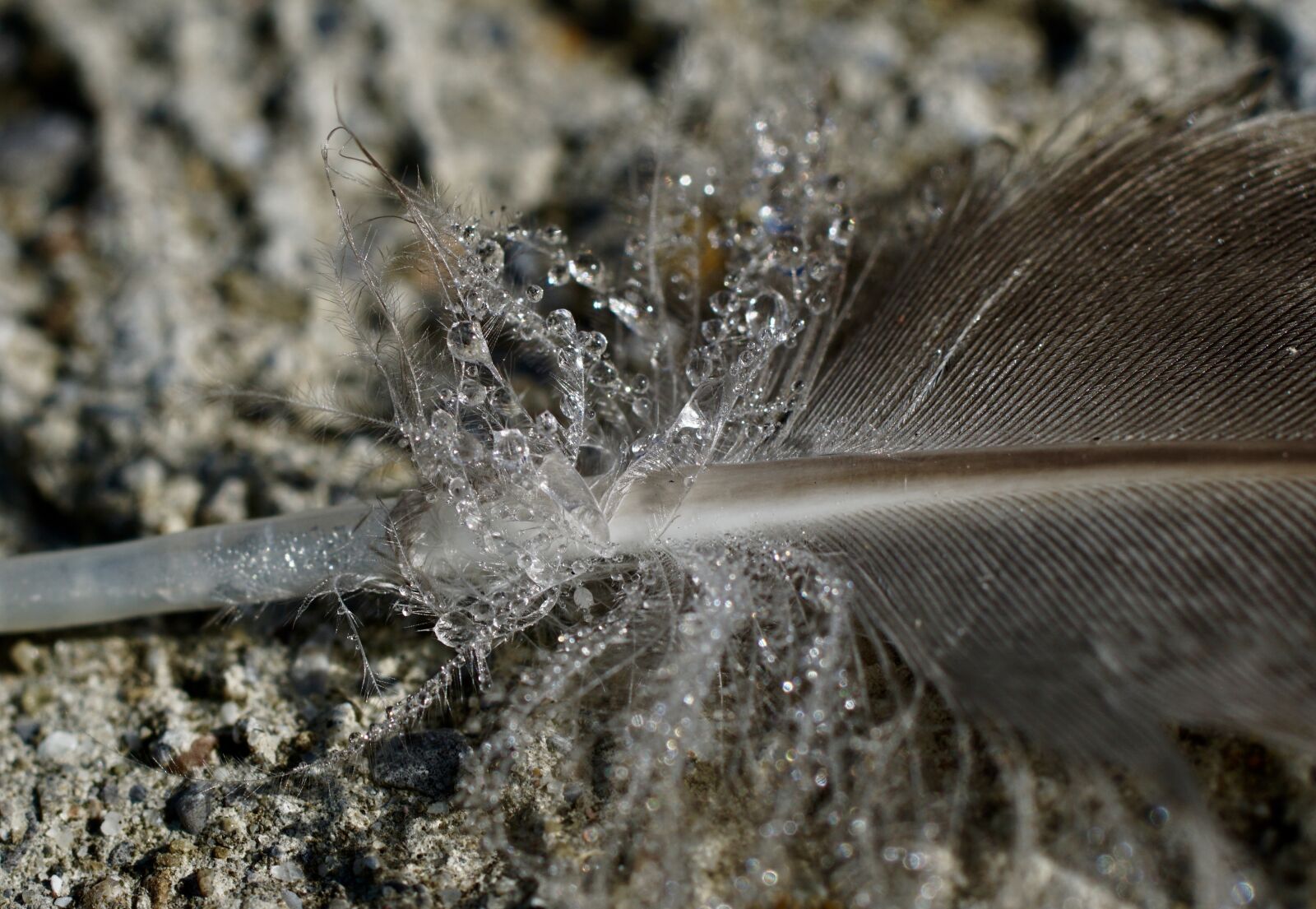 Sony ILCA-77M2 + Tamron SP AF 90mm F2.8 Di Macro sample photo. Feather, duck feather, plumage photography