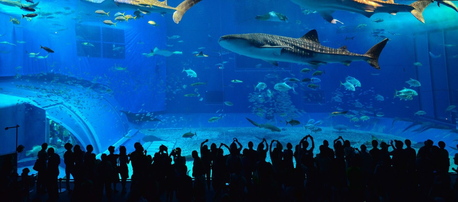 Nikon D800 sample photo. Okinawa, kuroshio, the whale photography