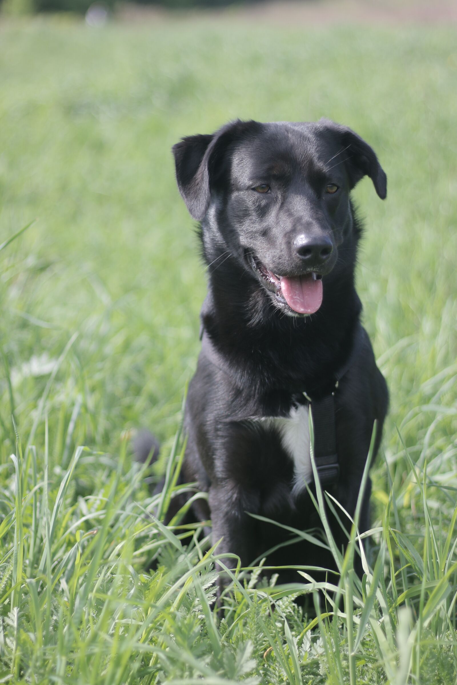 Canon EOS 70D + Canon EF 50mm F1.8 STM sample photo. Dogs, friend, pet photography