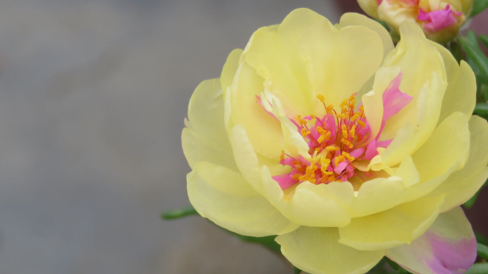 Canon PowerShot SX60 HS sample photo. Plumeria, flower, nature photography